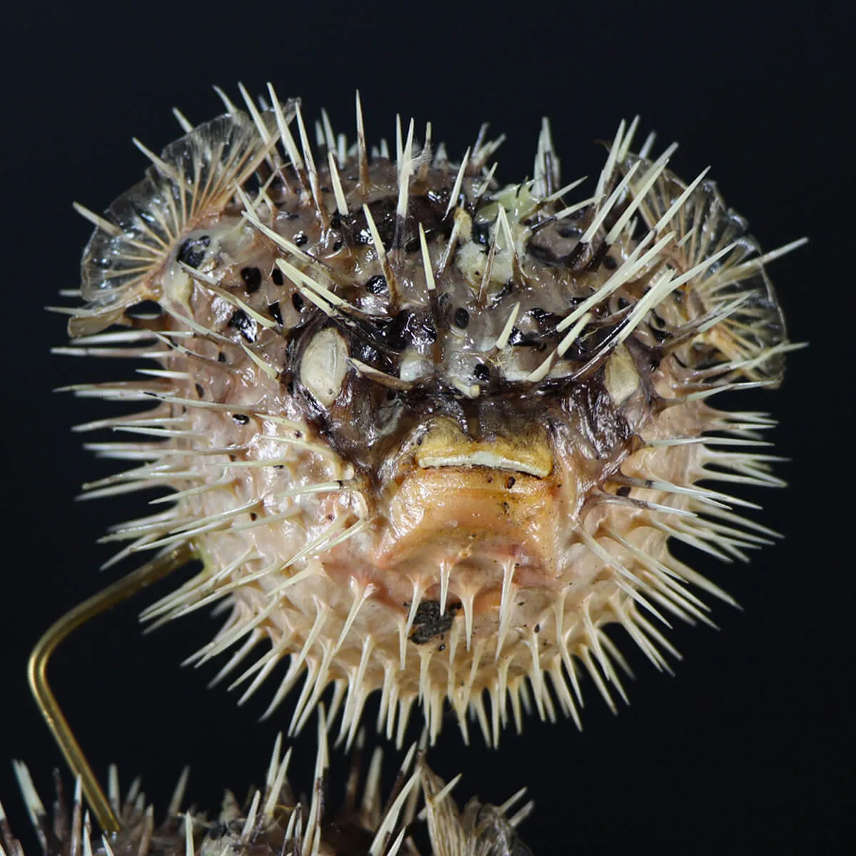 Tetraodontidae sp.