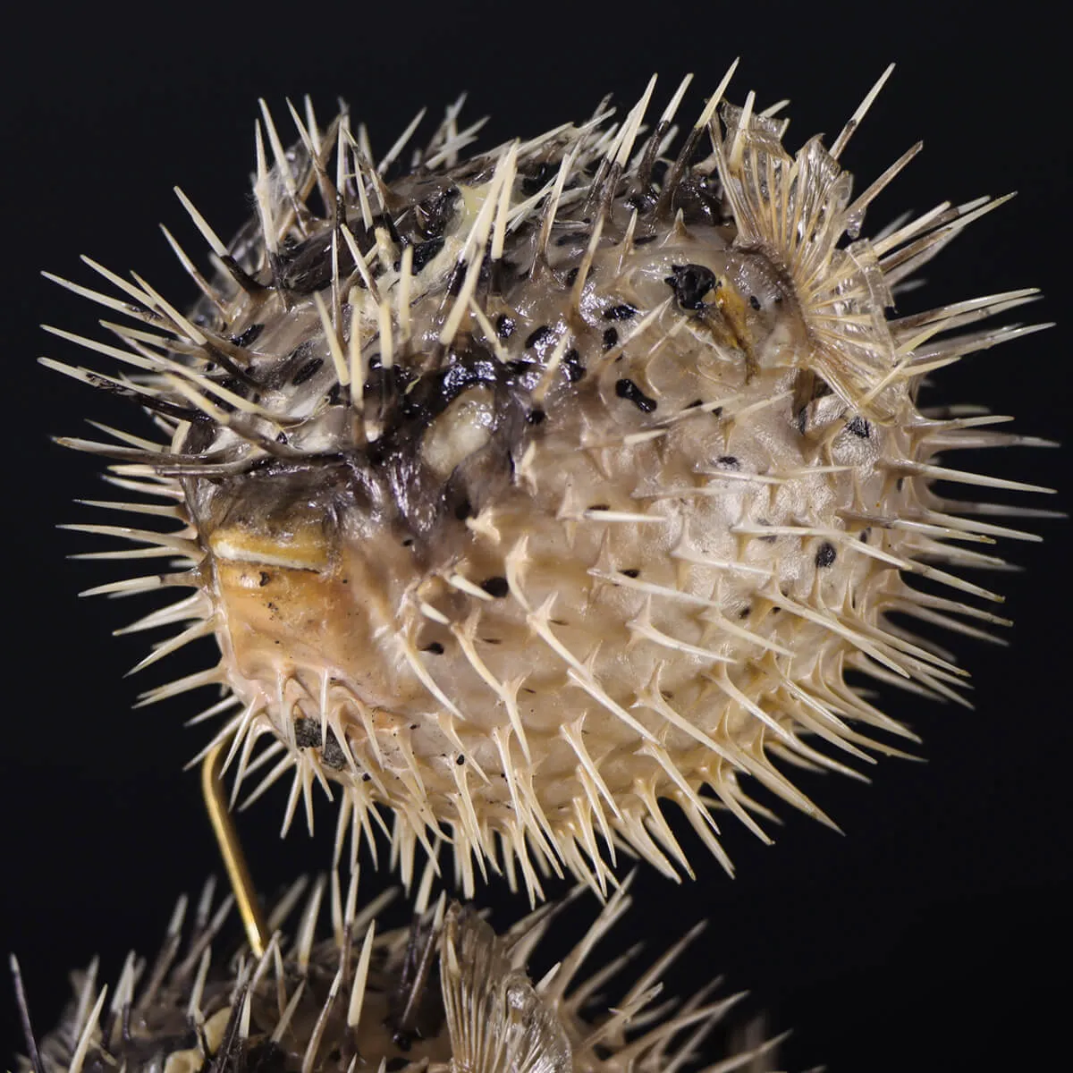 Tetraodontidae sp.