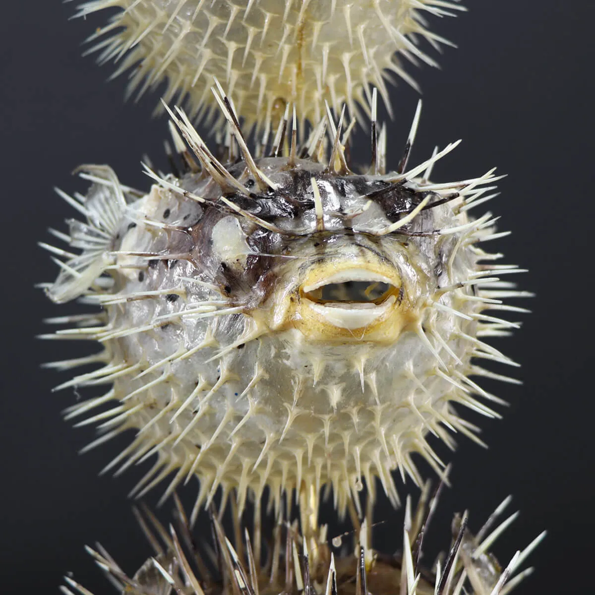 Tetraodontidae sp.