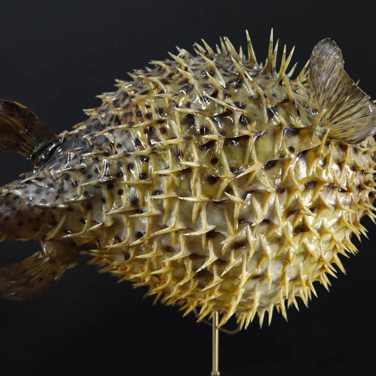 Tetraodontidae sp.