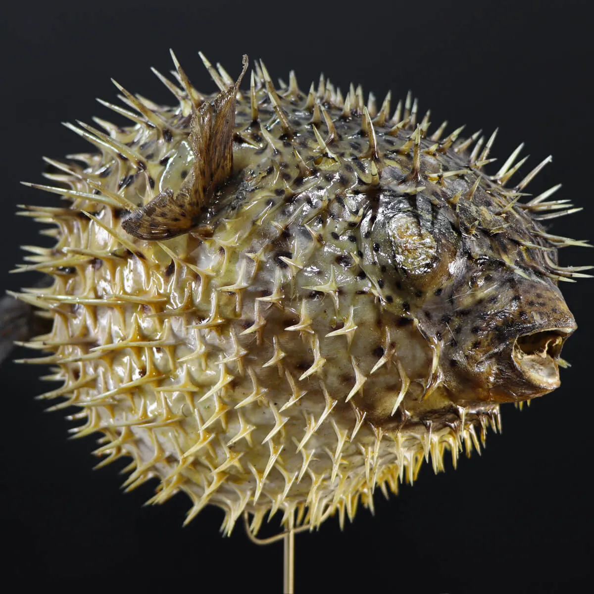 Tetraodontidae sp.