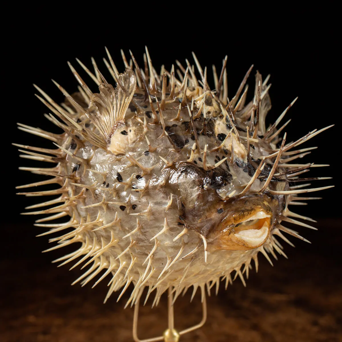 Tetraodontidae sp.