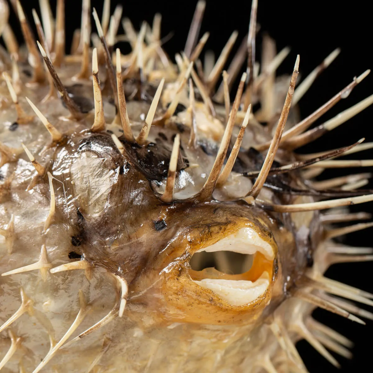 Tetraodontidae sp.