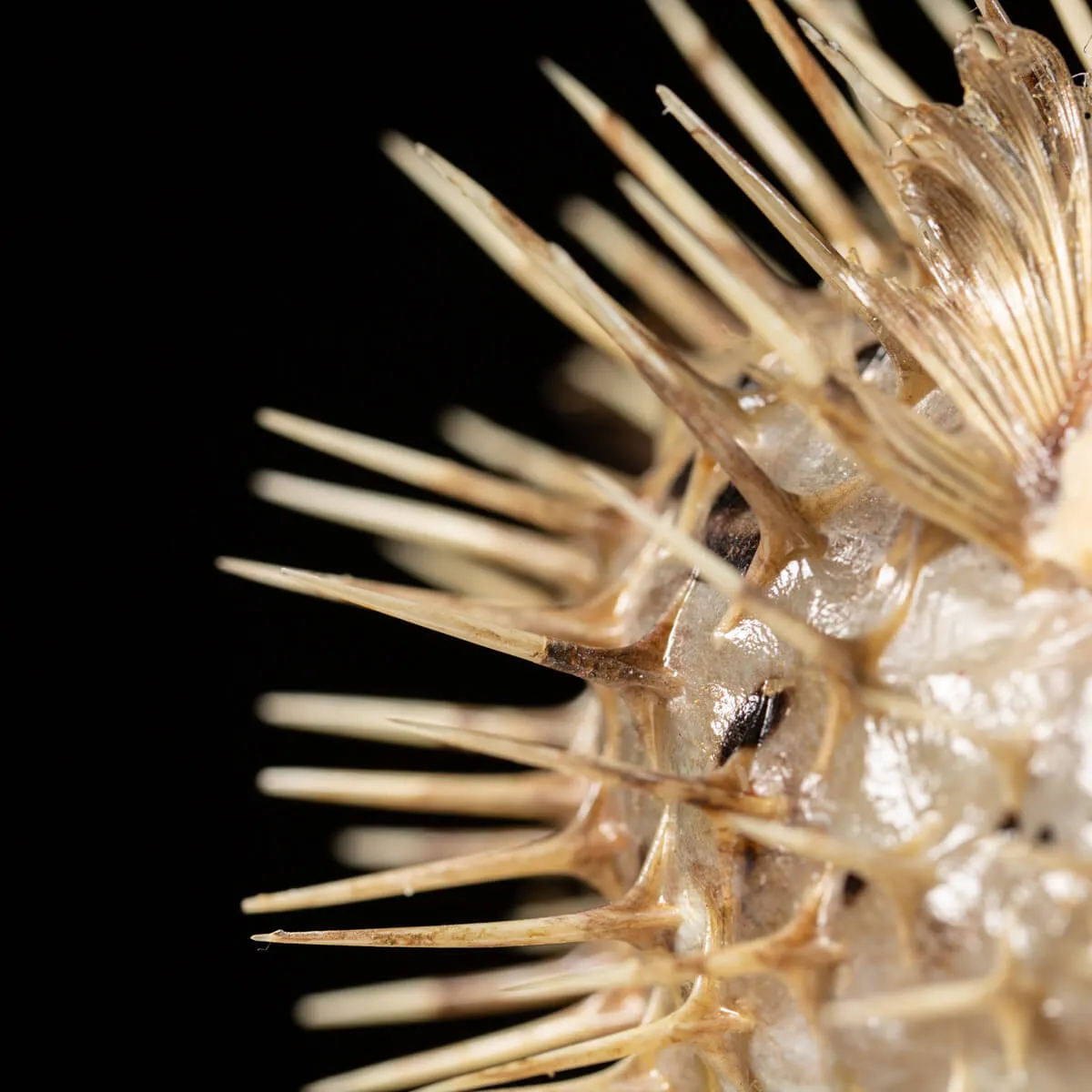 Tetraodontidae sp.