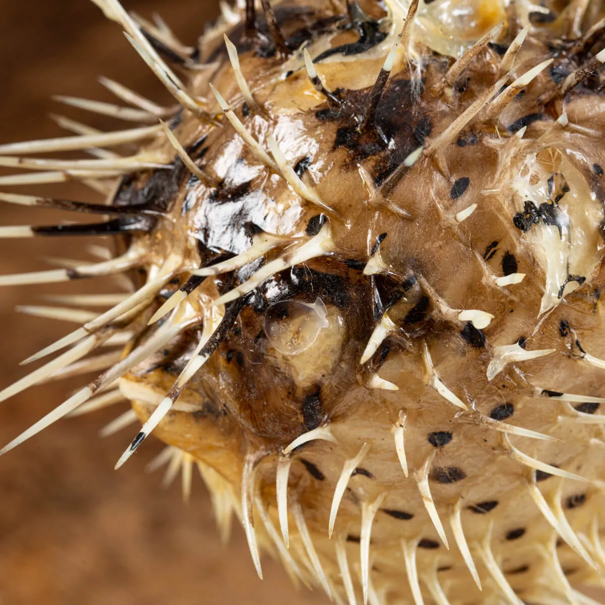 Tetraodontidae sp.