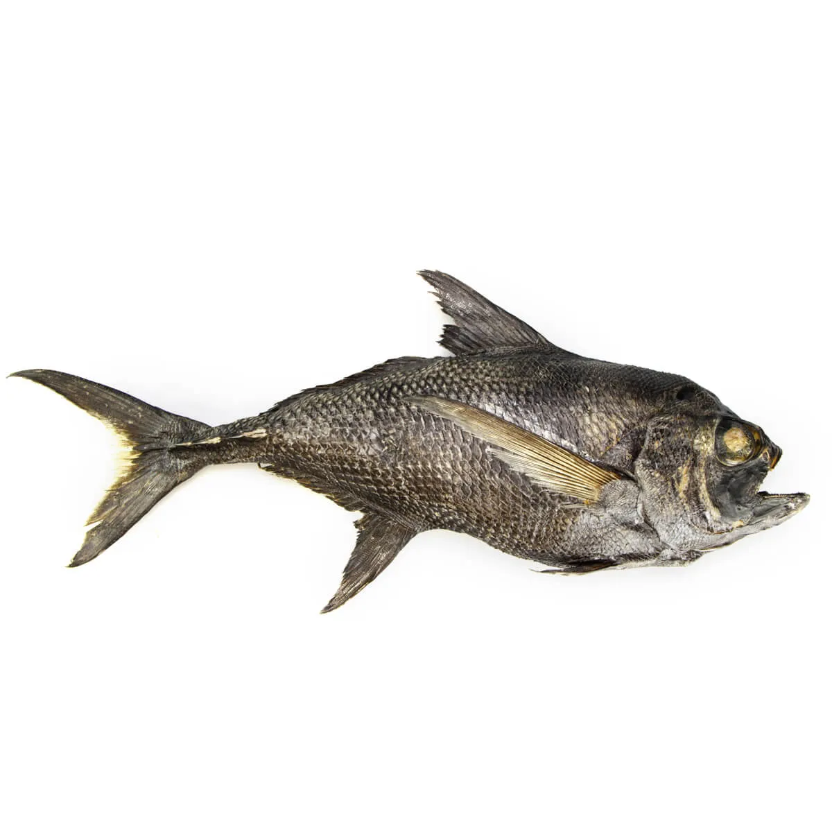 Knifetail Pomfret - Taractes Rubescens