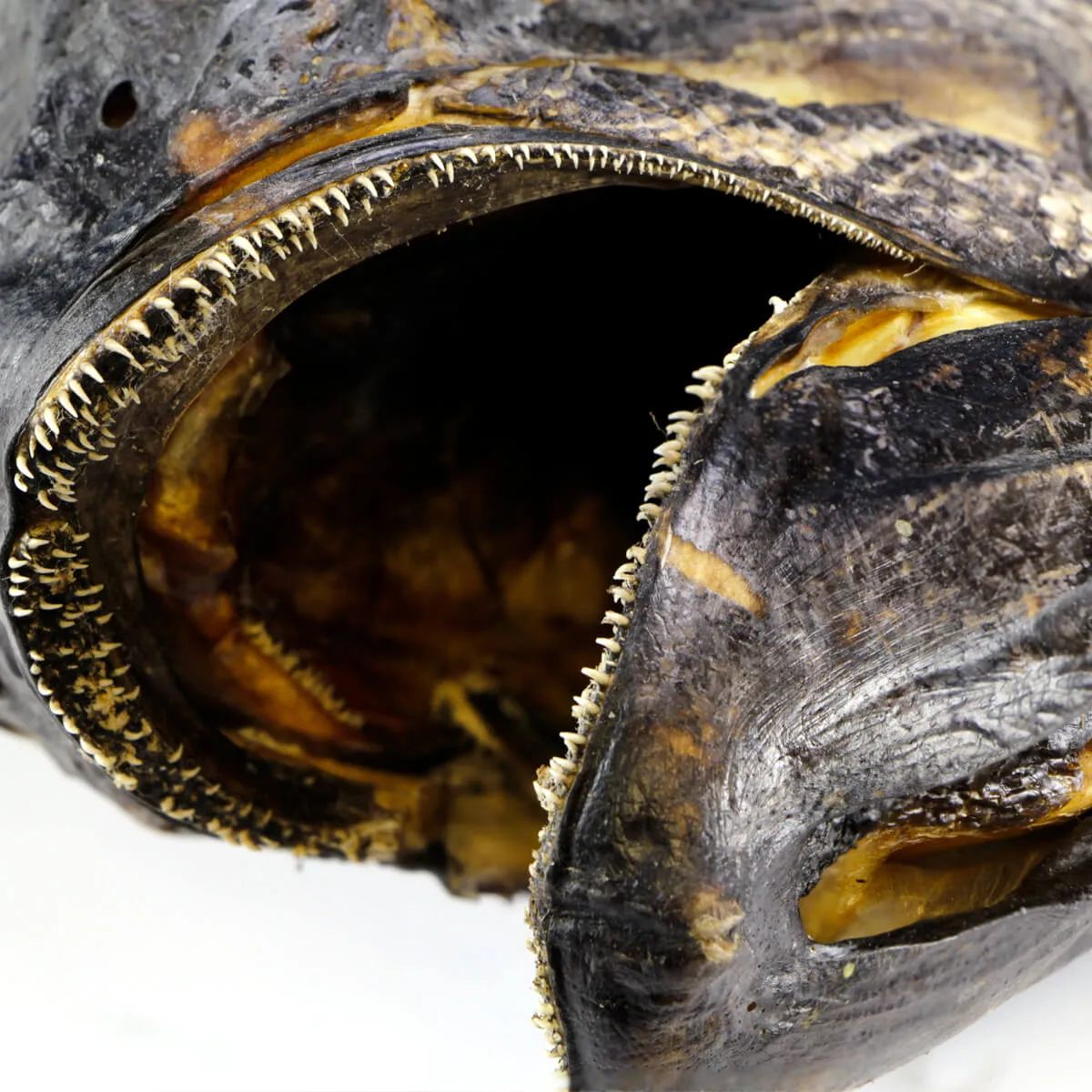 Knifetail Pomfret - Taractes Rubescens