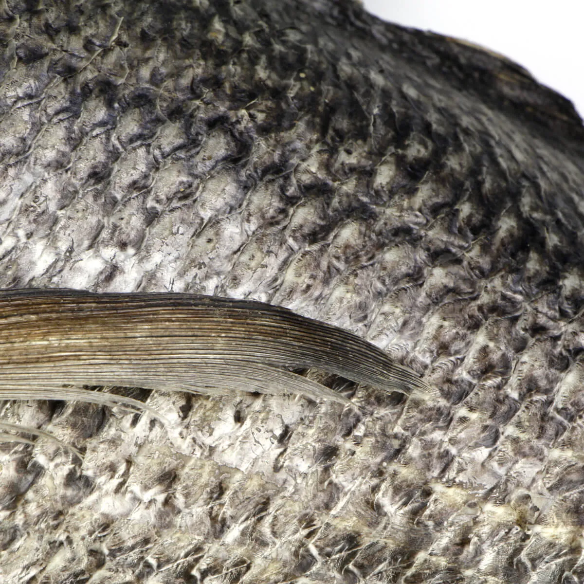 Knifetail Pomfret - Taractes Rubescens