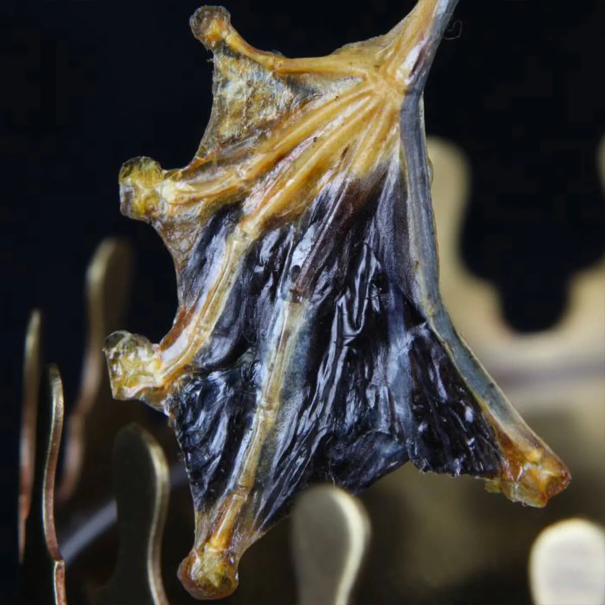 Rana Volante - Rhacophorus Reinwardtii