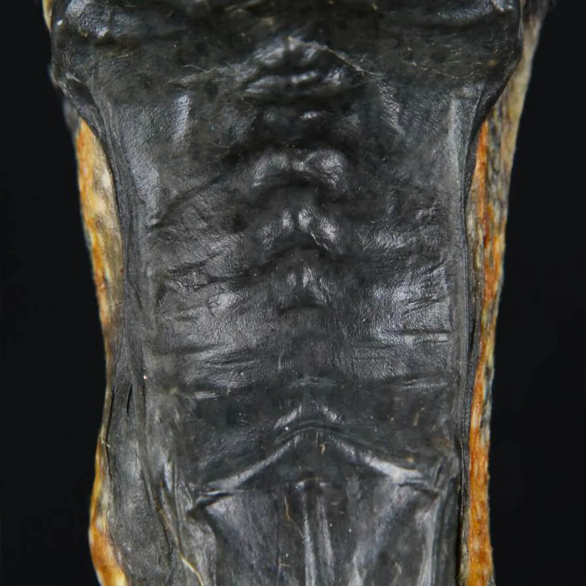 Rana Volante - Rhacophorus Reinwardtii