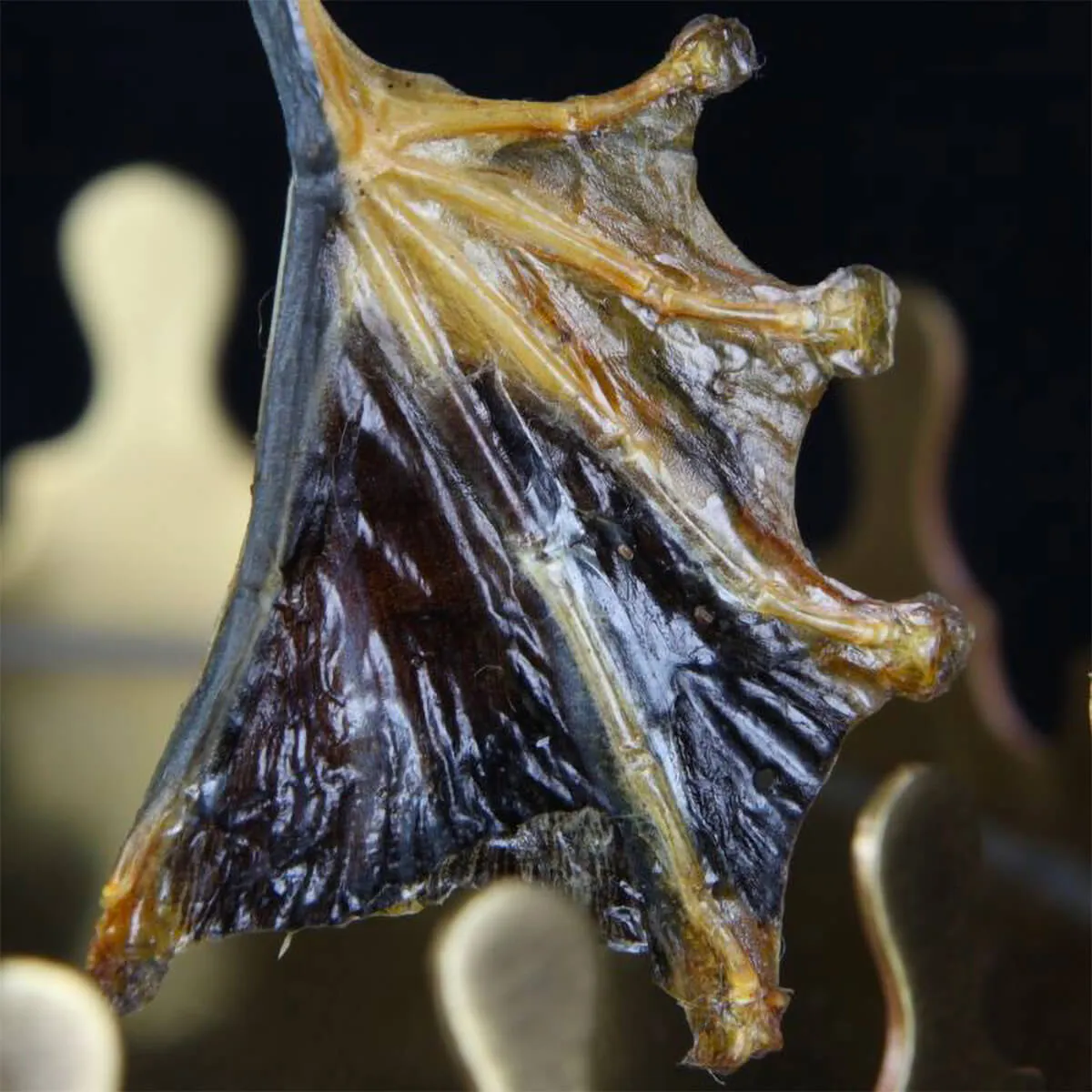 Rana Volante - Rhacophorus Reinwardtii