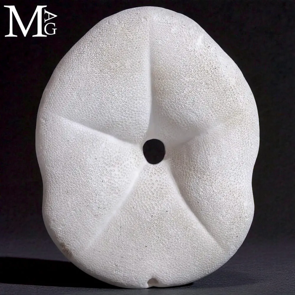 Clypeaster Rosaceus – Sea Biscuit - Sand Dollar.