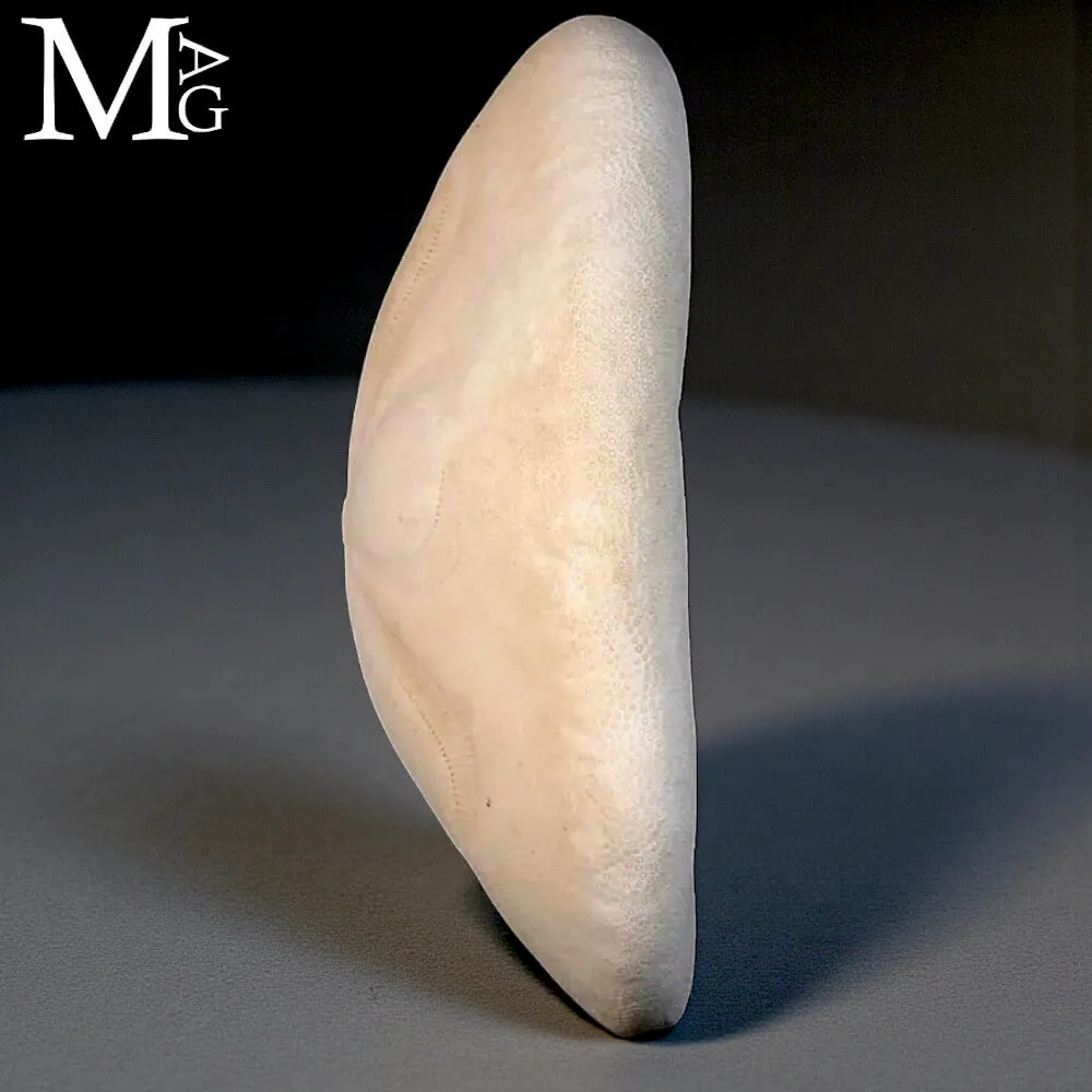 Clypeaster Rosaceus – Sea Biscuit - Sand Dollar