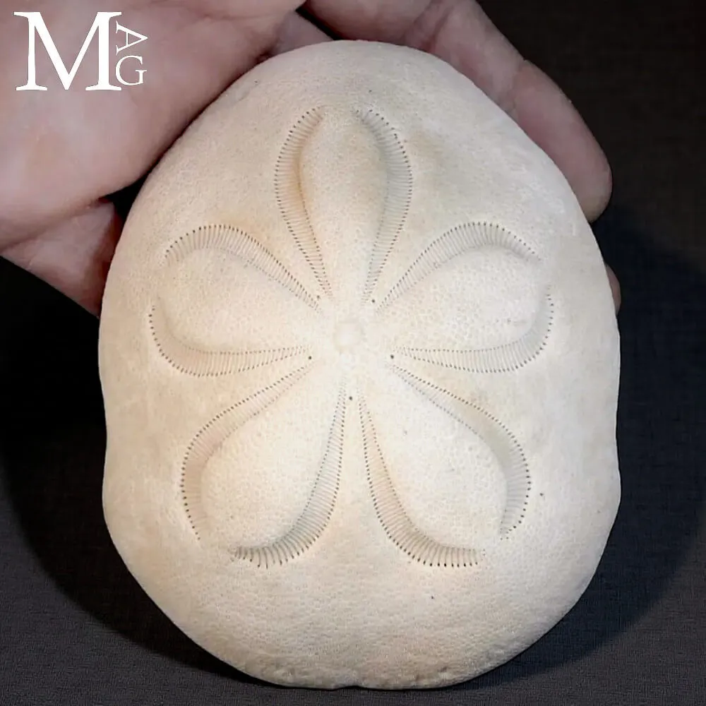 Clypeaster Rosaceus – Sea Biscuit - Sand Dollar