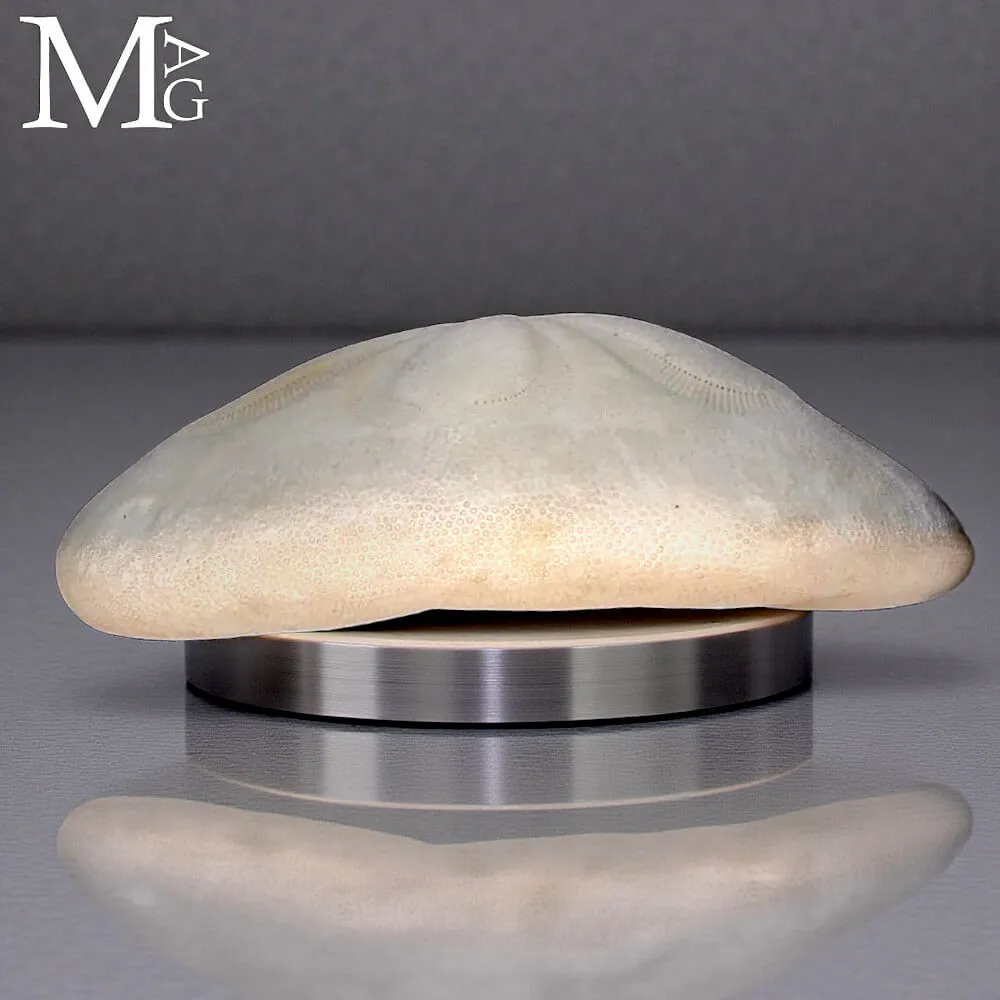 Clypeaster Rosaceus – Sea Biscuit - Sand Dollar