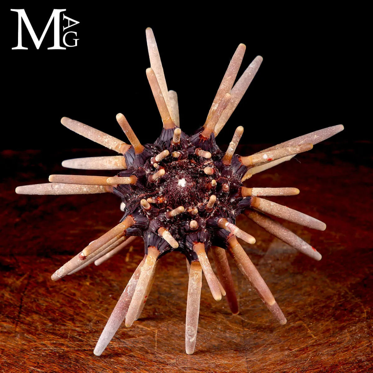 Riccio di Mare Imperiale - Phyllacanthus