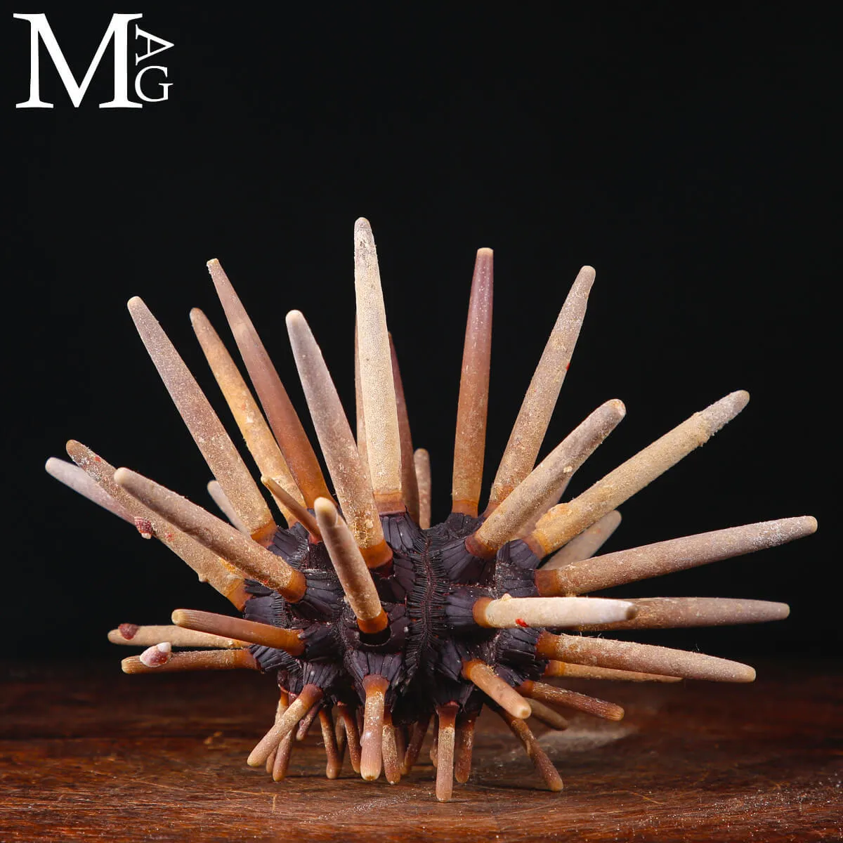 Riccio di Mare Imperiale - Phyllacanthus