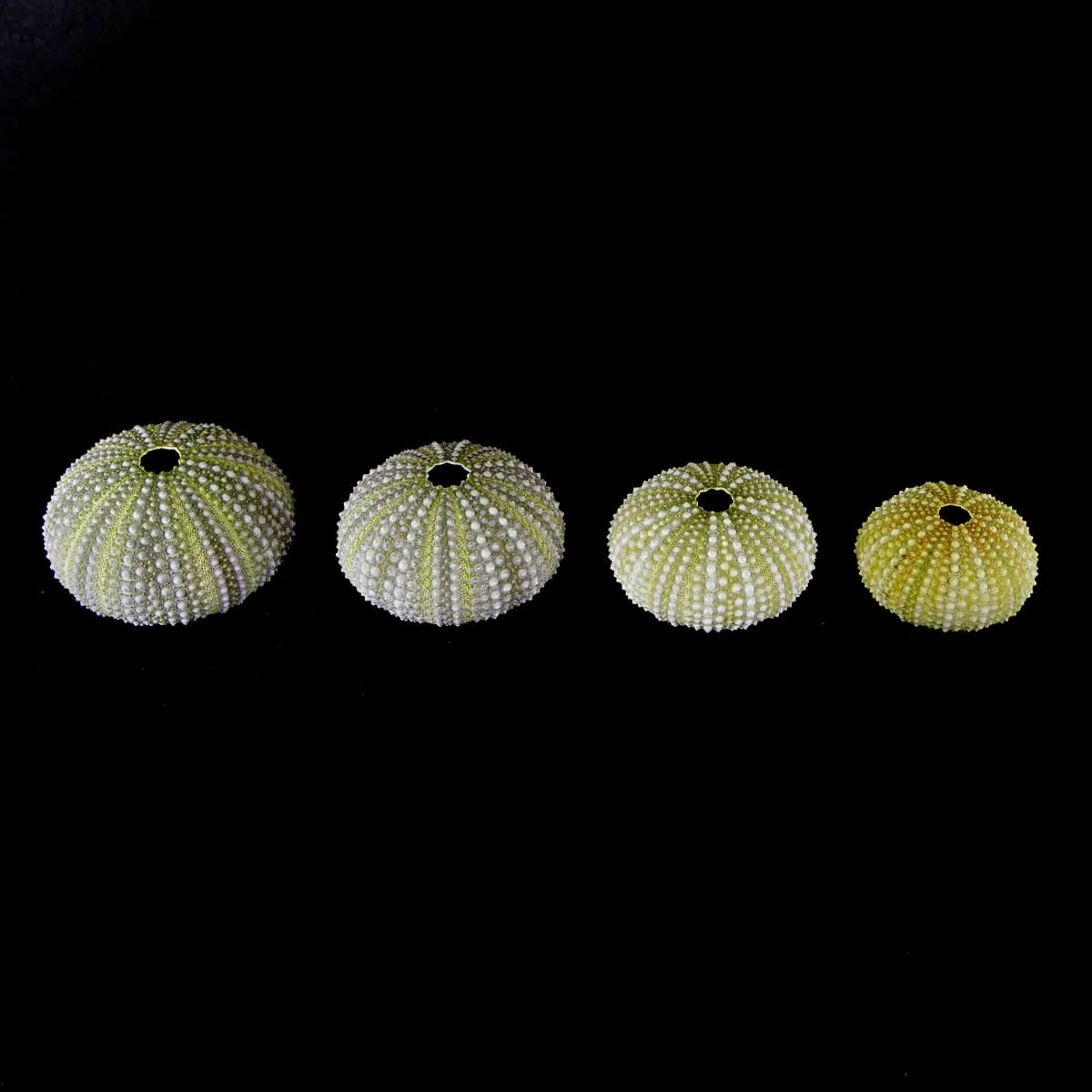 Paracentrotus Lividus