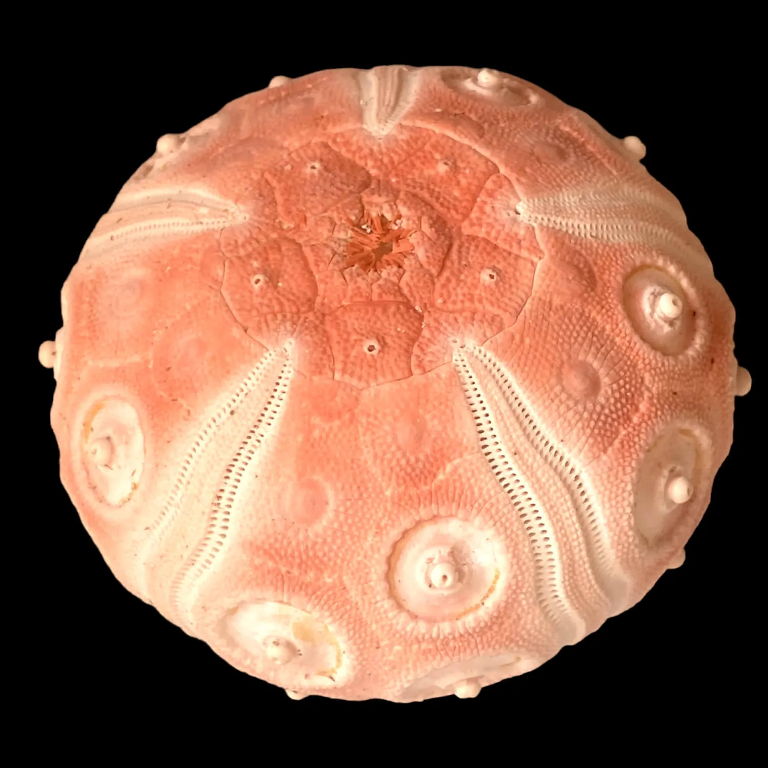 Esoscheletro di Stereocidaris grandis var. rubra