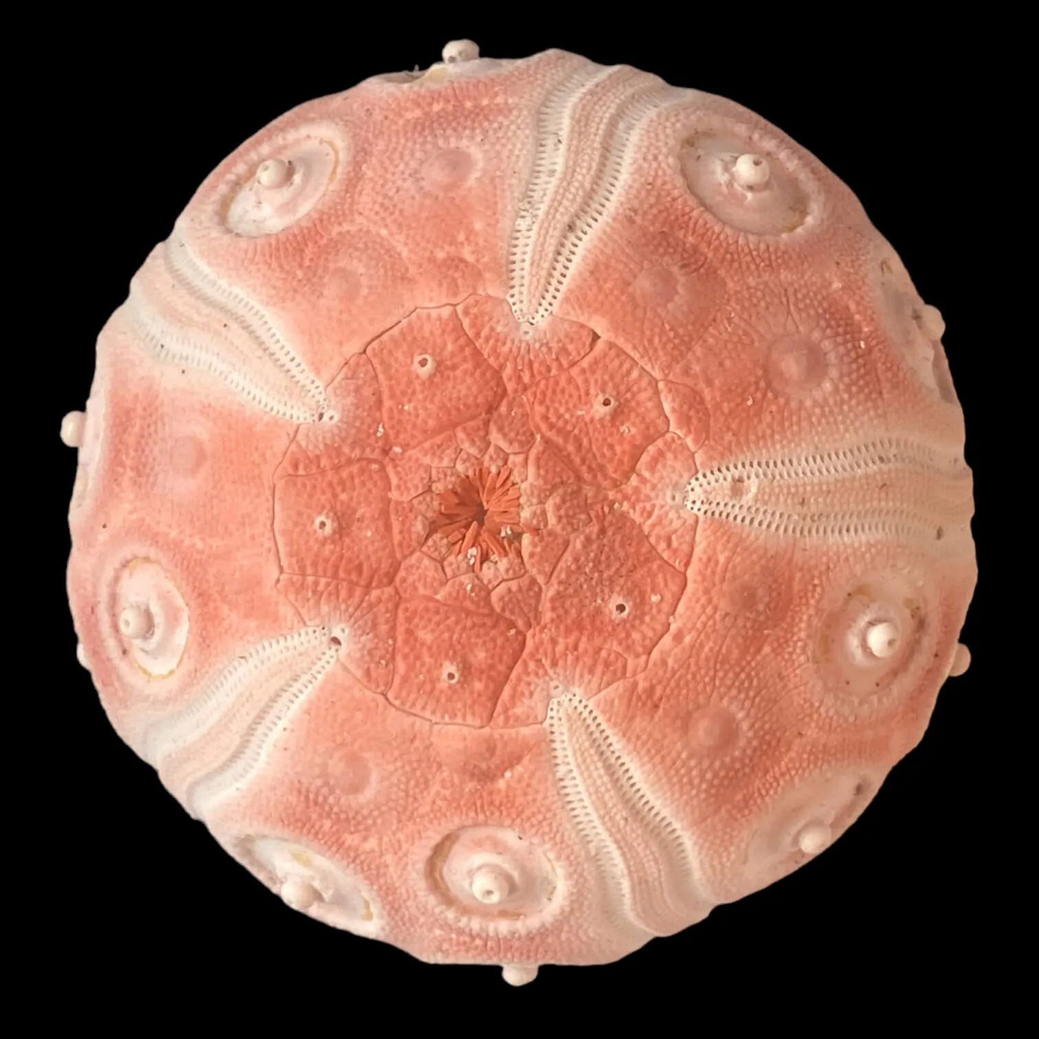 Esoscheletro di Stereocidaris grandis var. rubra