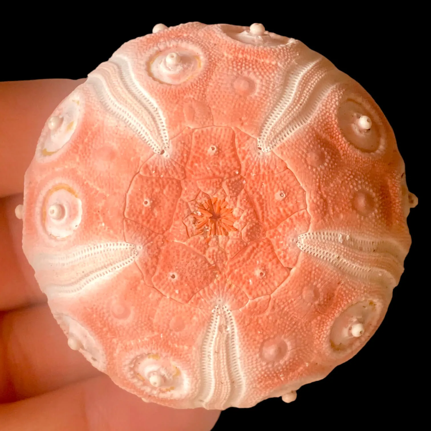 Esoscheletro di Stereocidaris grandis var. rubra