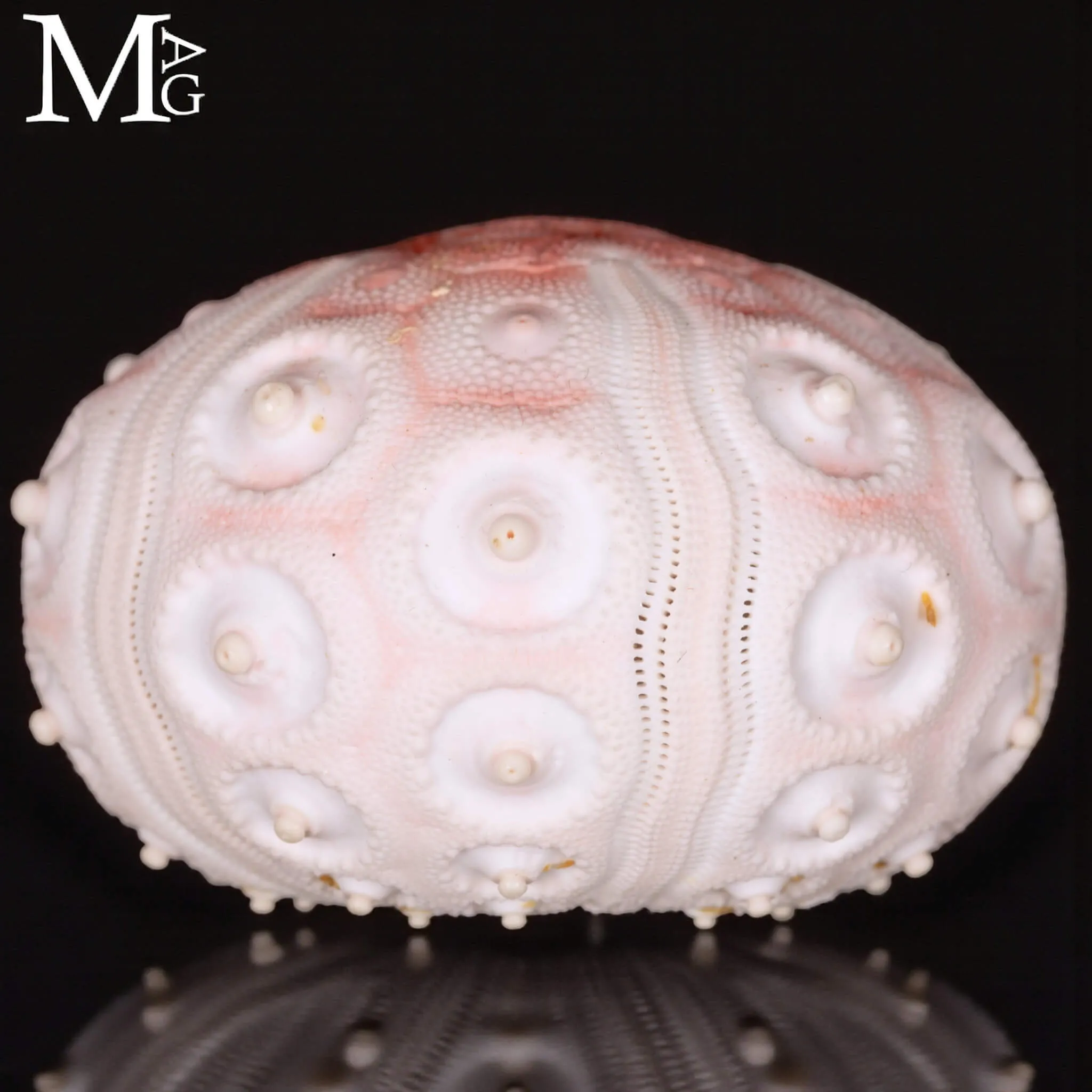 Stereocidaris Granularis Rubra