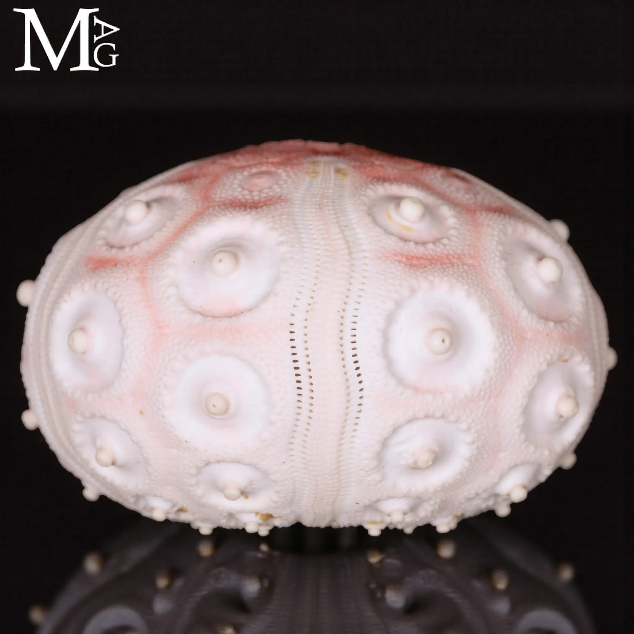 Stereocidaris Granularis Rubra