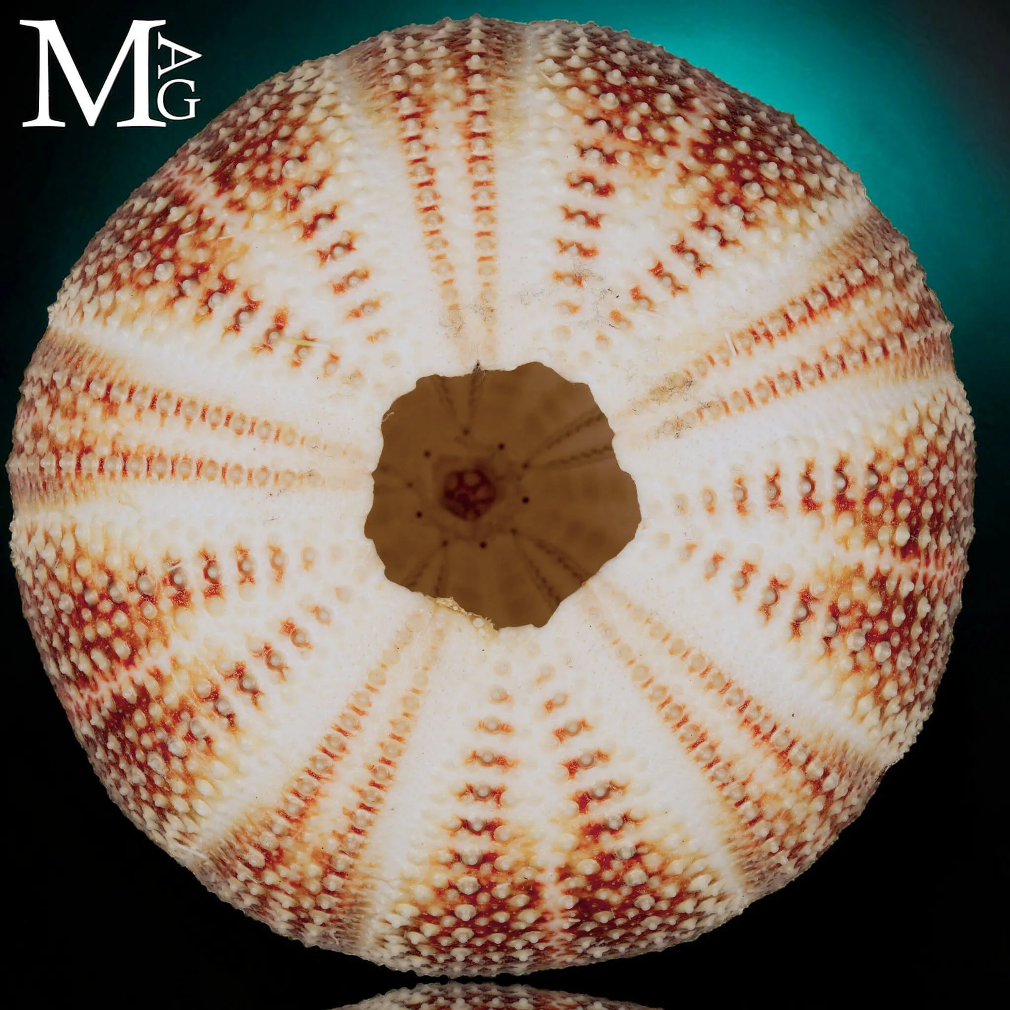 Echinus Esculentus della Cornovaglia, 119 mm