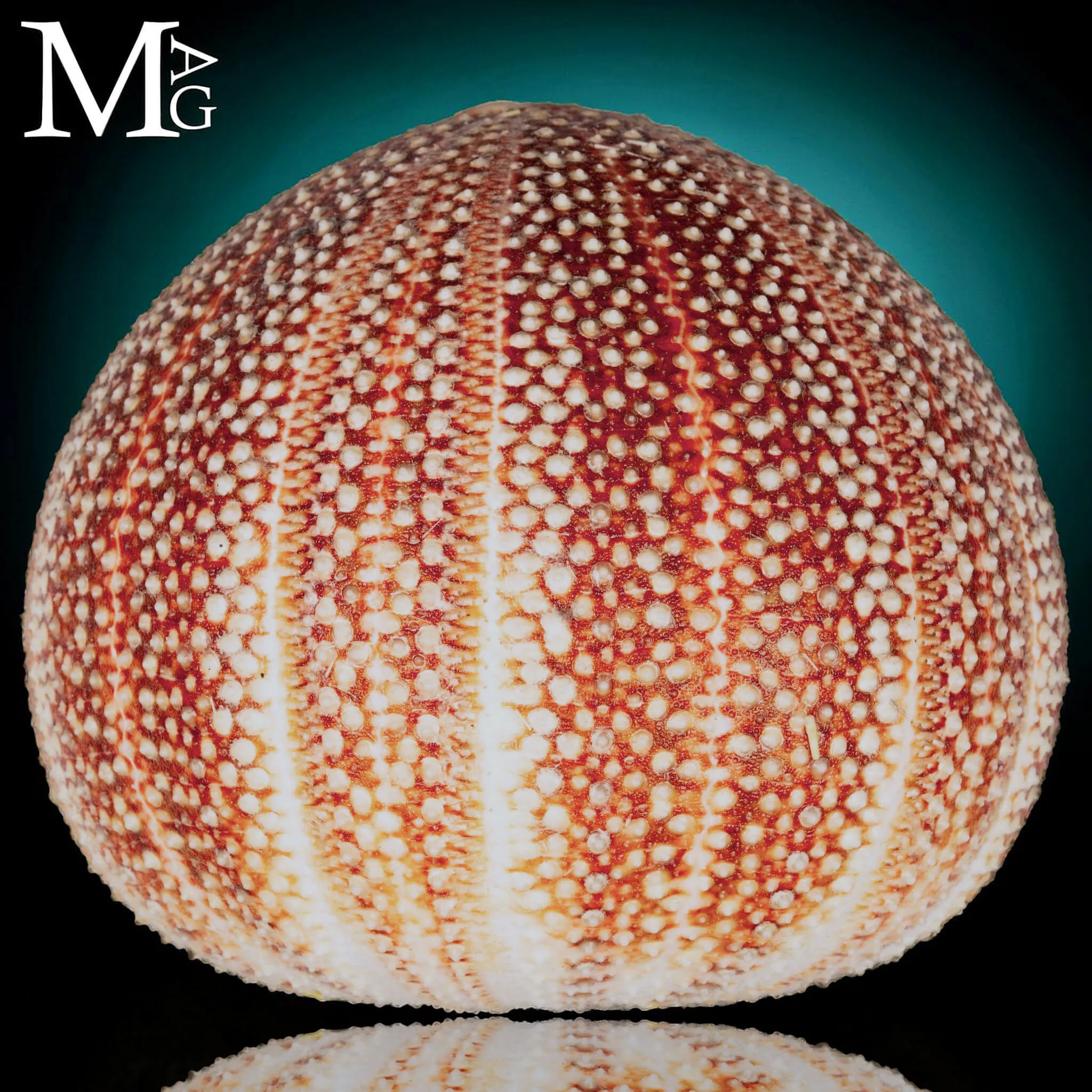 Echinus Esculentus della Cornovaglia, 119 mm
