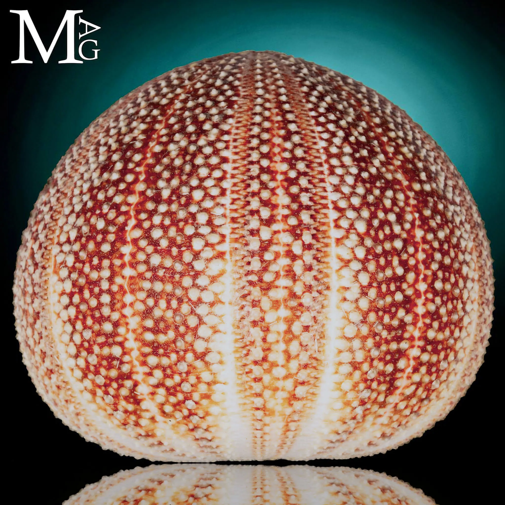 Echinus Esculentus della Cornovaglia, 119 mm