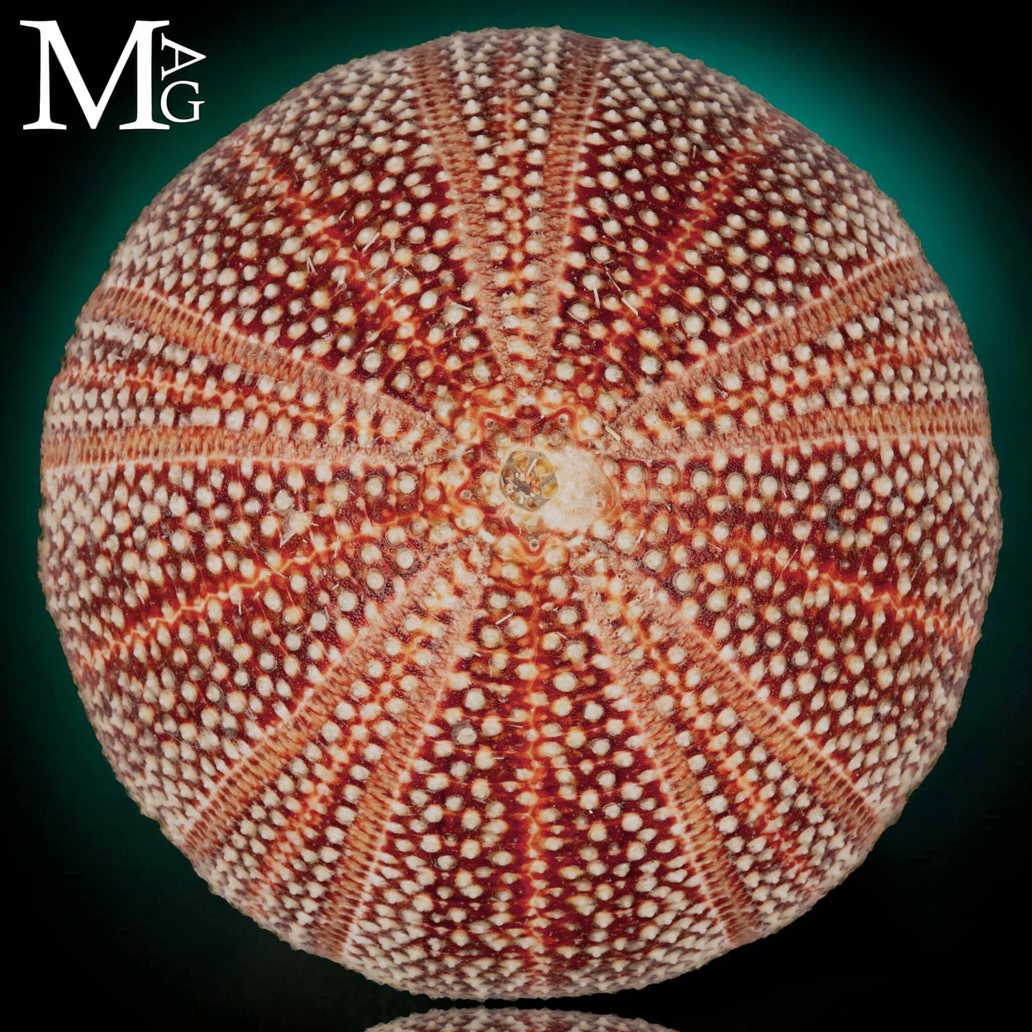 Echinus Esculentus della Cornovaglia, 119 mm