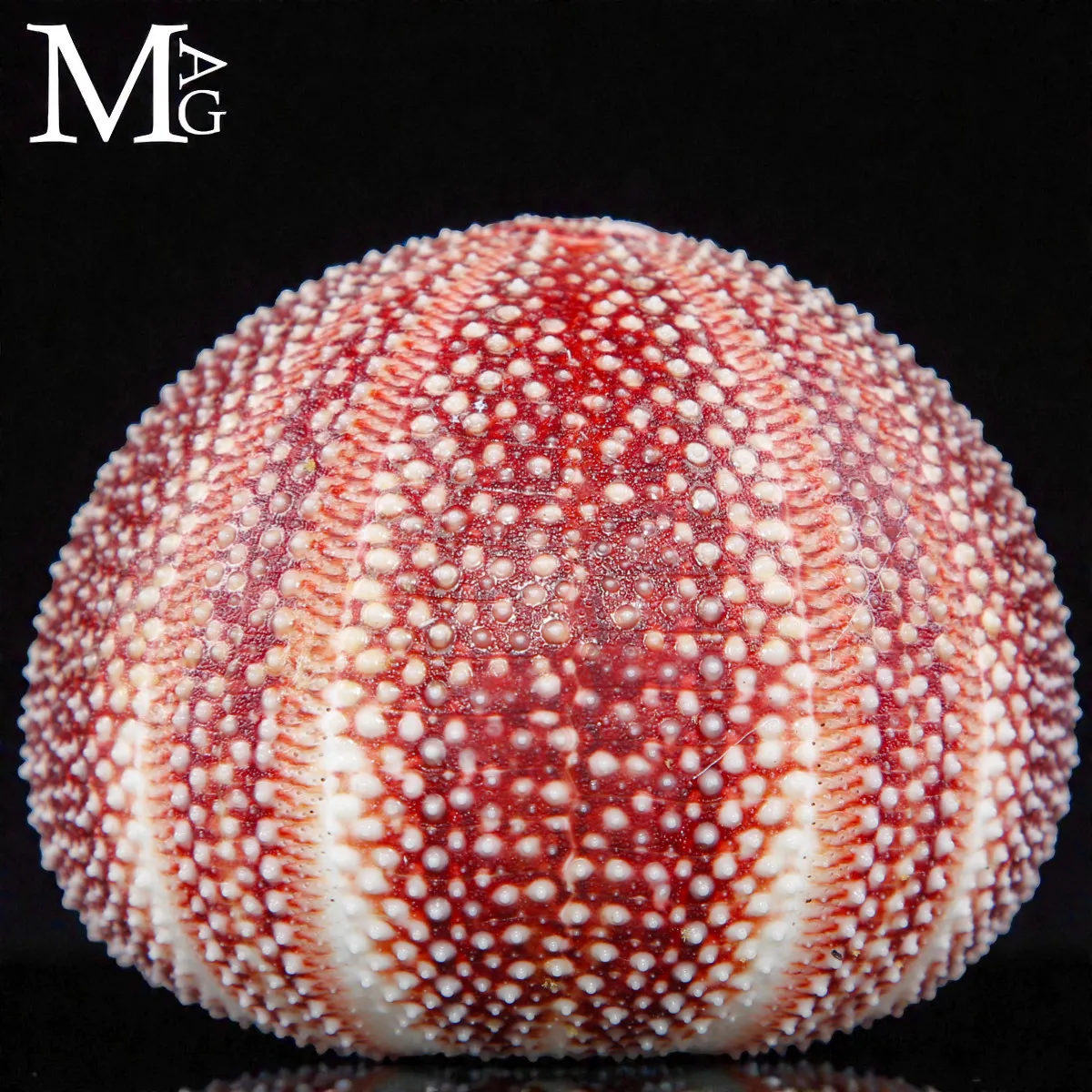 Riccio di Mare – Grande Esemplare Naturale