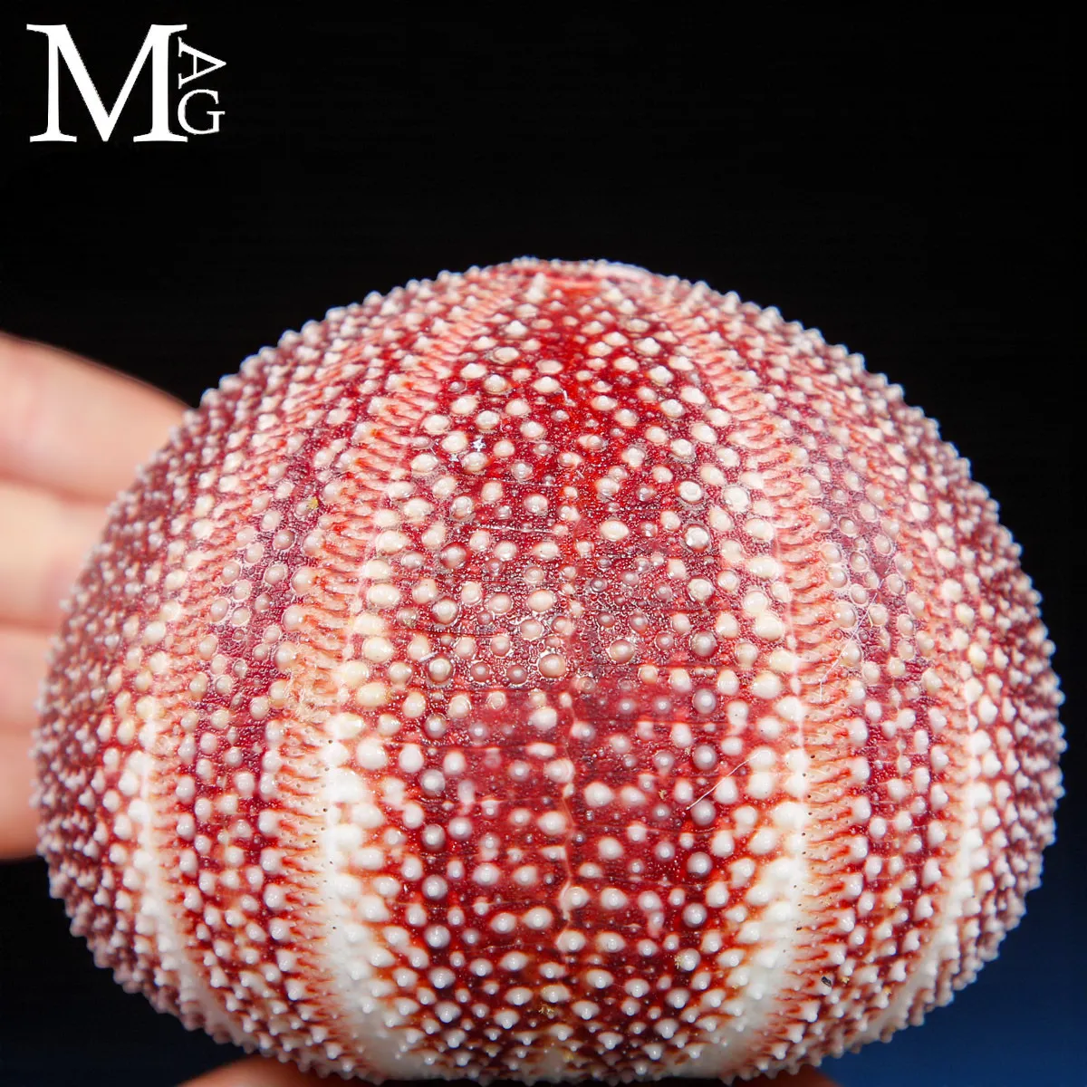 Riccio di Mare – Grande Esemplare Naturale