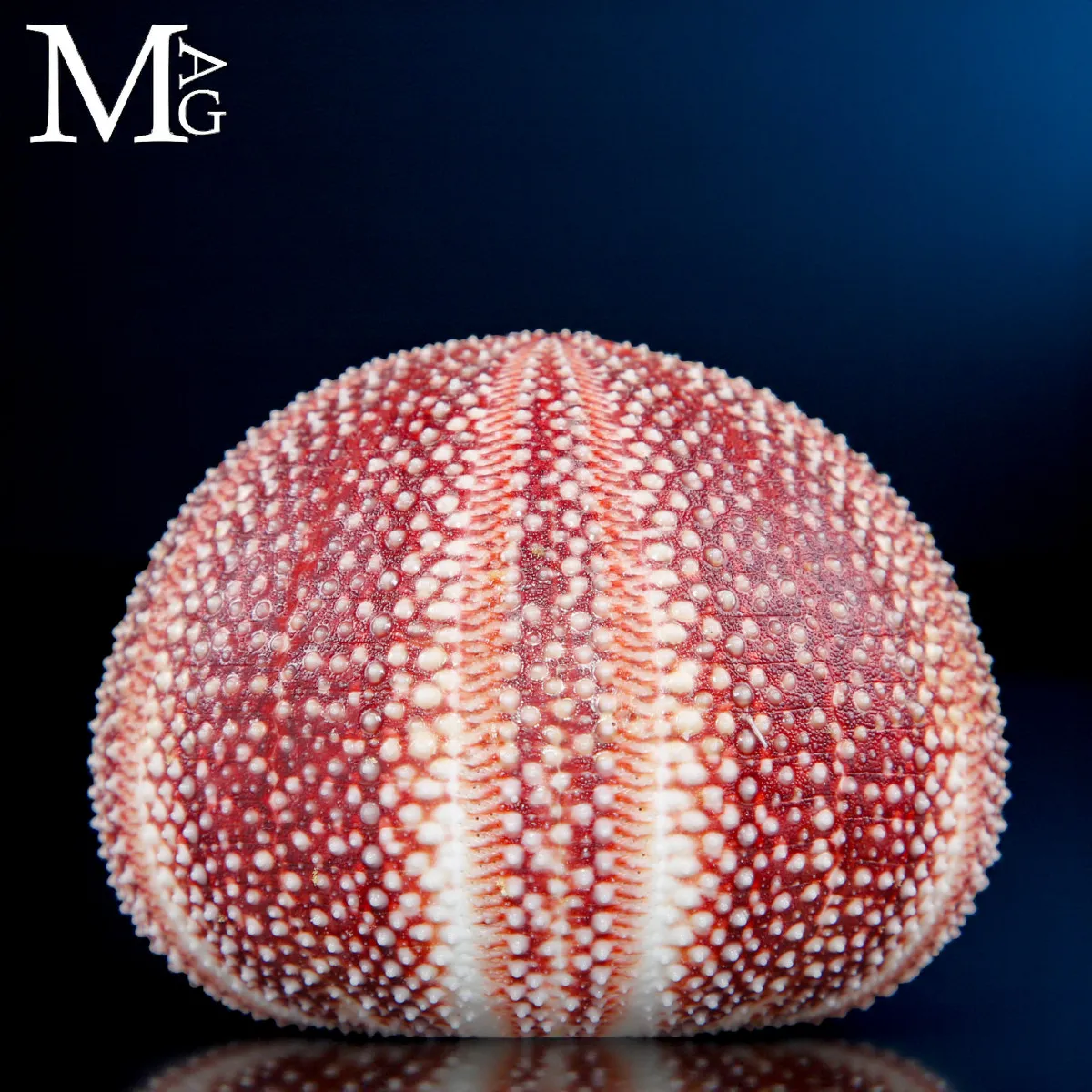 Riccio di Mare – Grande Esemplare Naturale