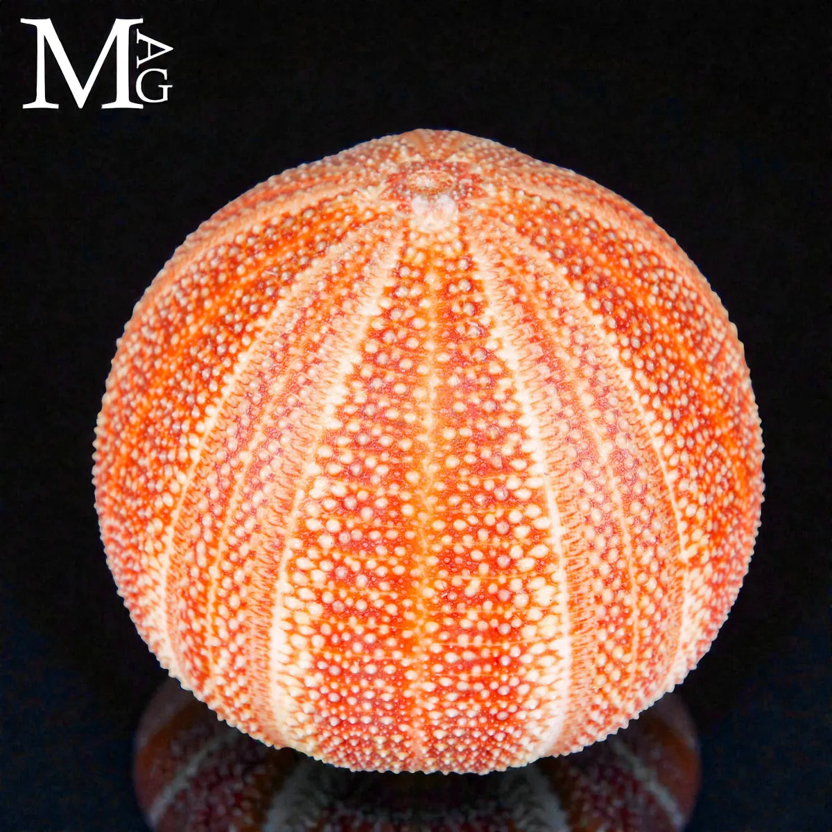Echinus Esculentus – Grande riccio di mare Atlantico.