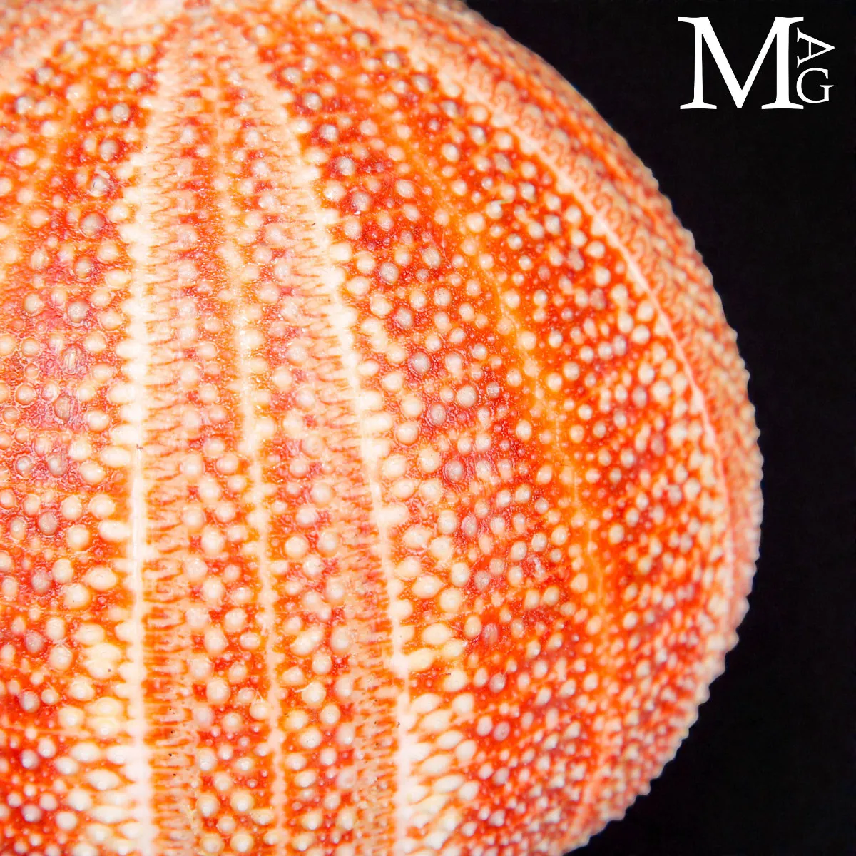Echinus Esculentus – Grande riccio di mare Atlantico.