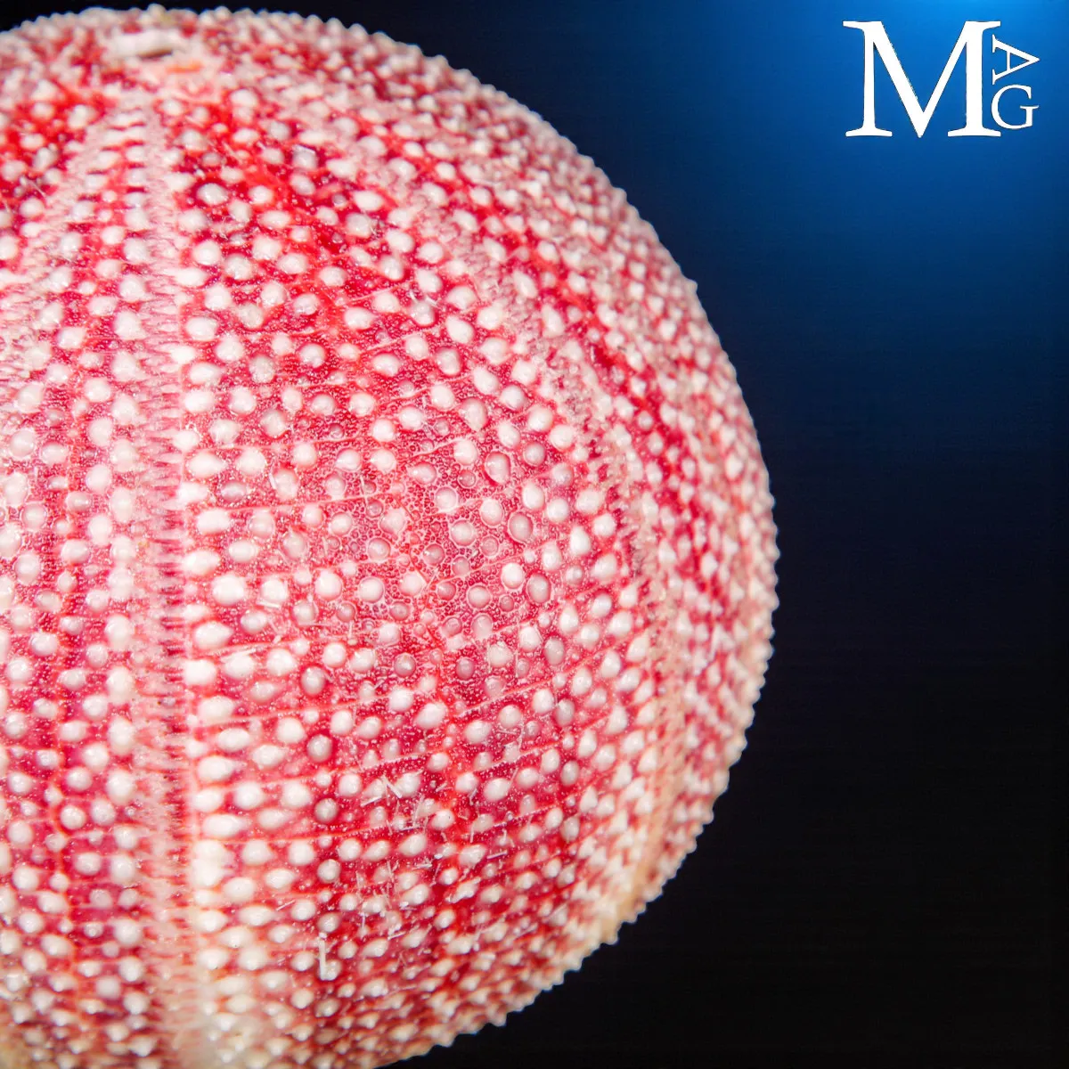 Riccio di Mare Echinus Esculentus – Grande Esemplare Naturale.