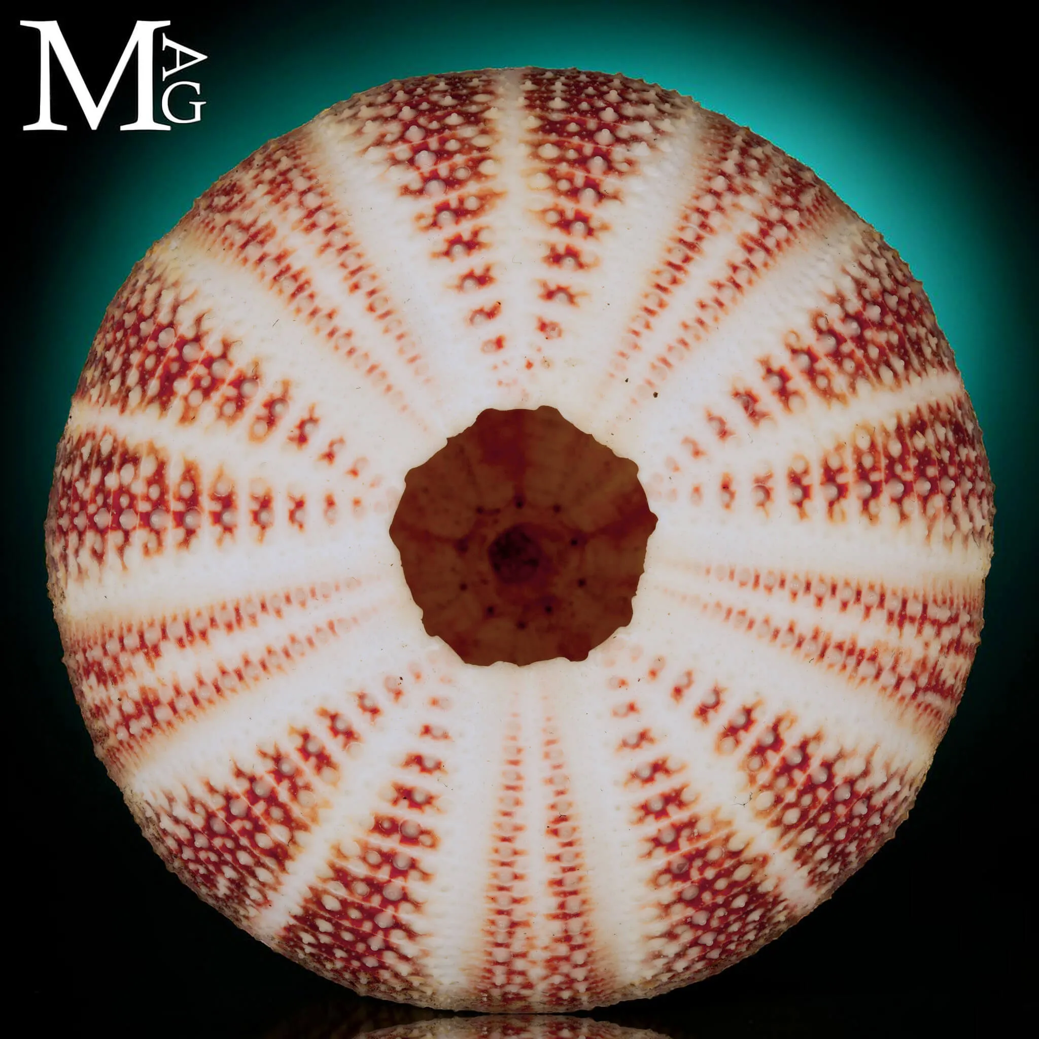 Echinus Esculentus della Cornovaglia, 115 mm