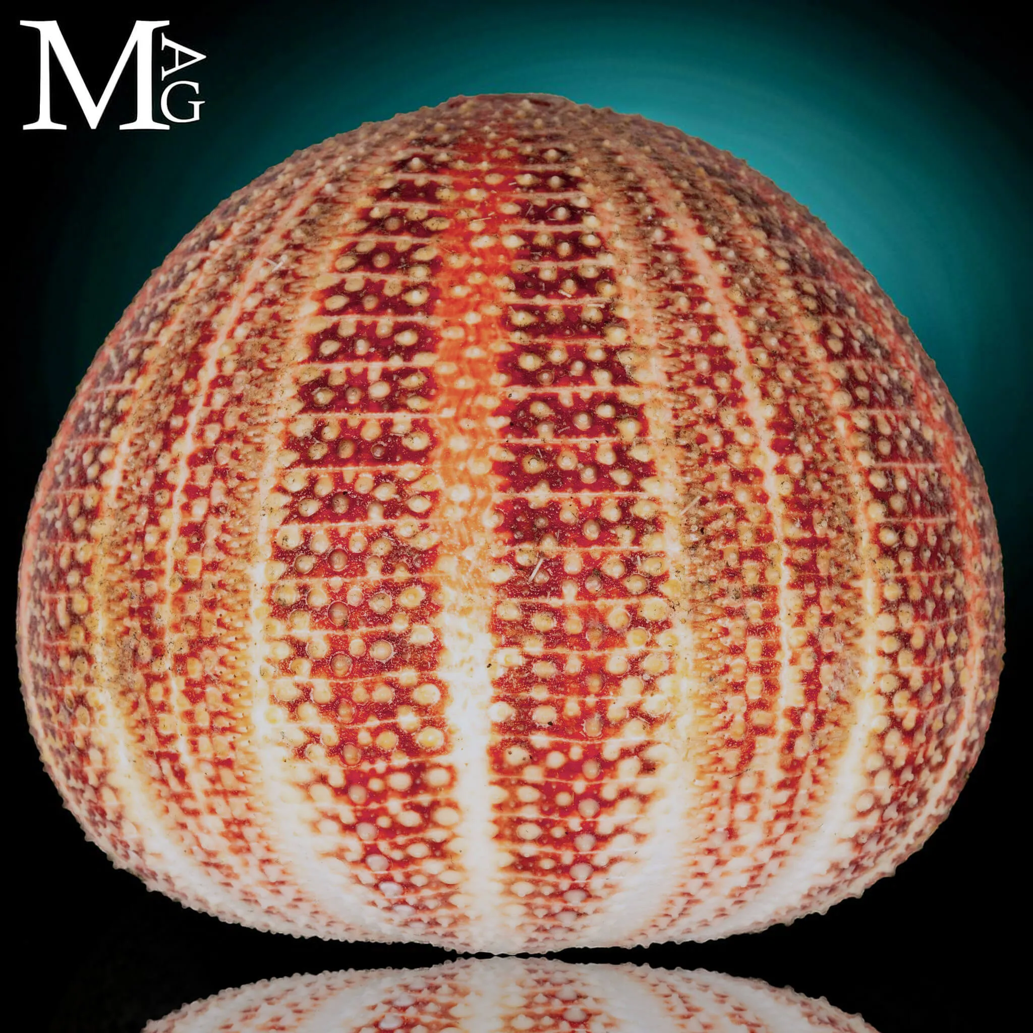 Echinus Esculentus della Cornovaglia, 115 mm
