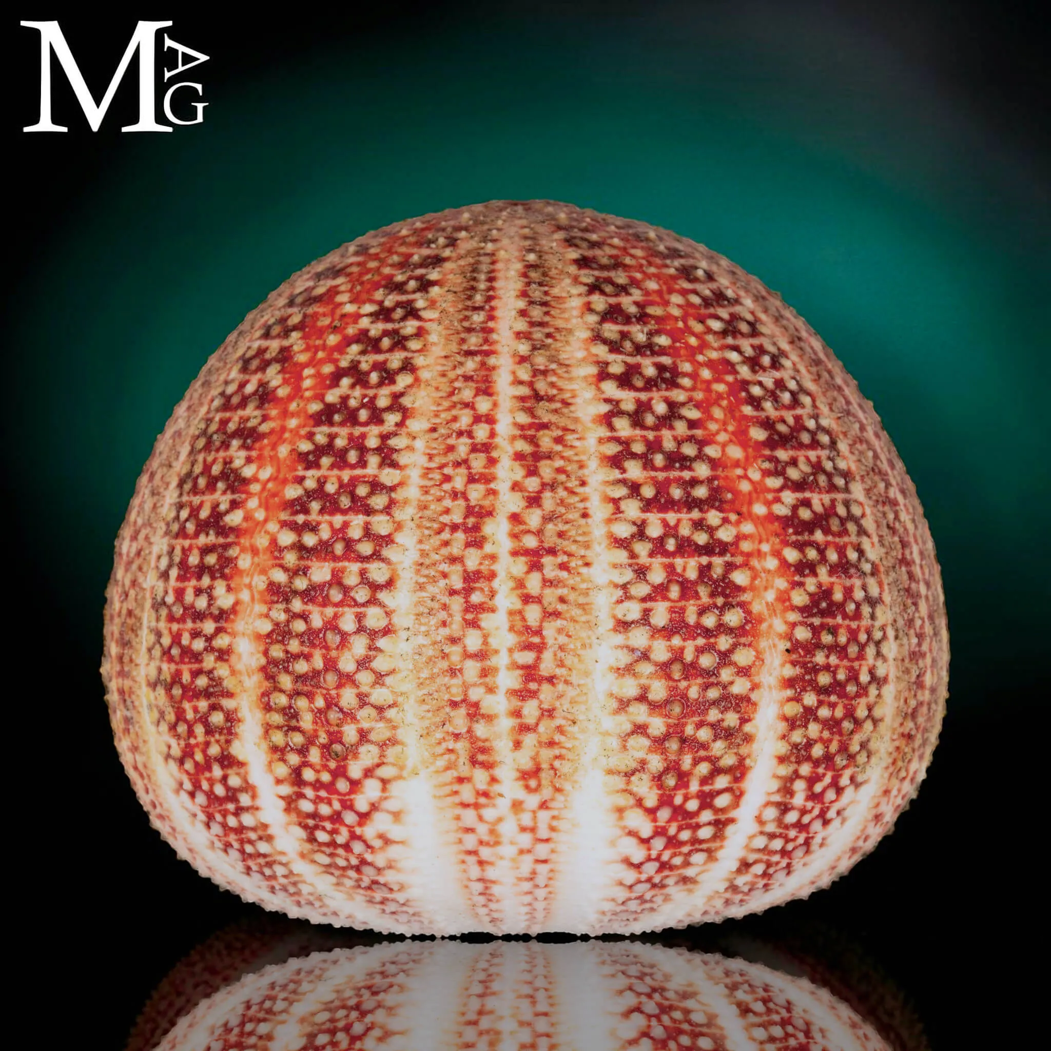 Echinus Esculentus della Cornovaglia, 115 mm