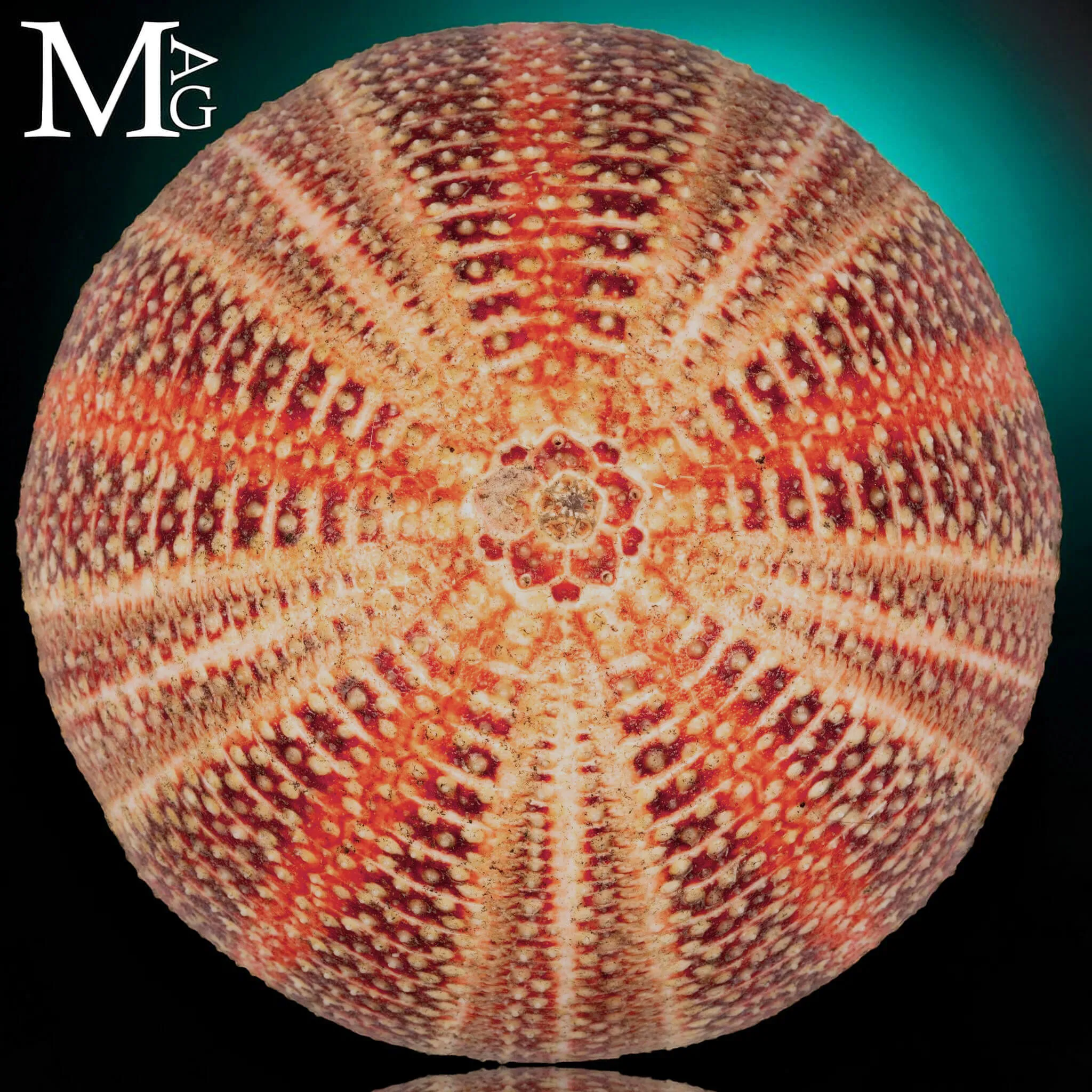 Echinus Esculentus della Cornovaglia, 115 mm