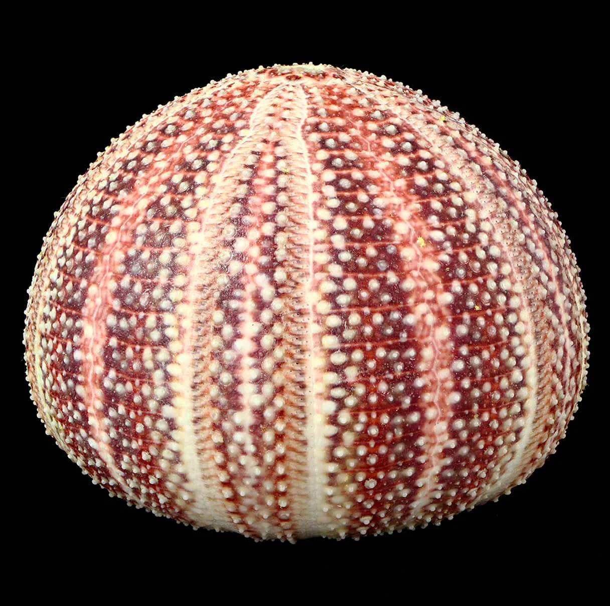 Riccio di Mare - Echinus esculentus