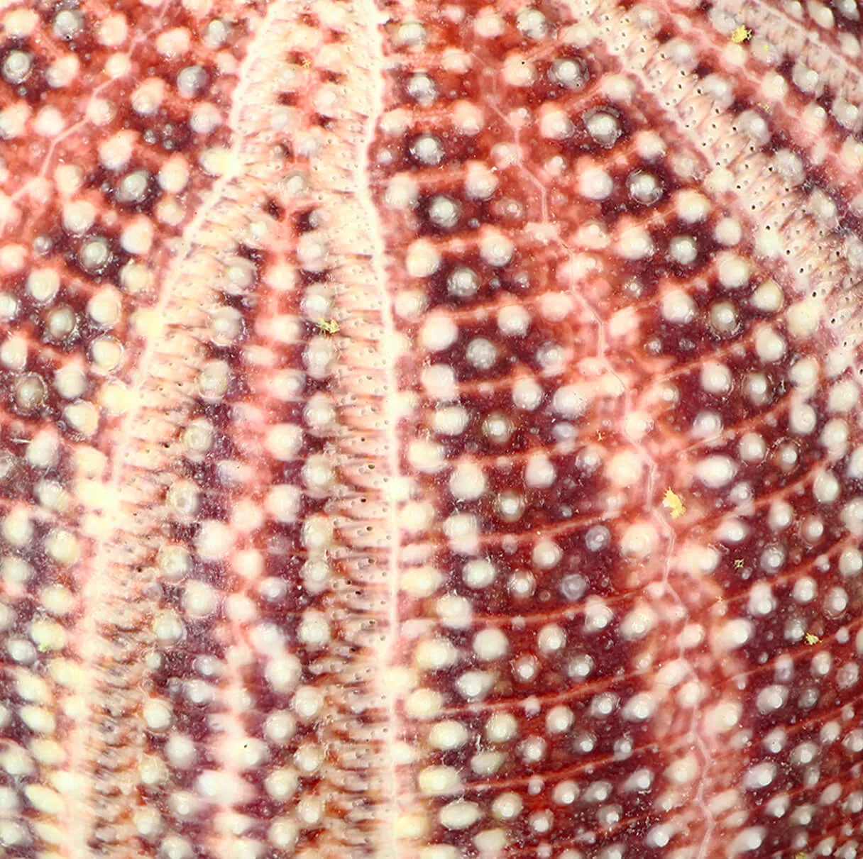 Riccio di Mare - Echinus esculentus