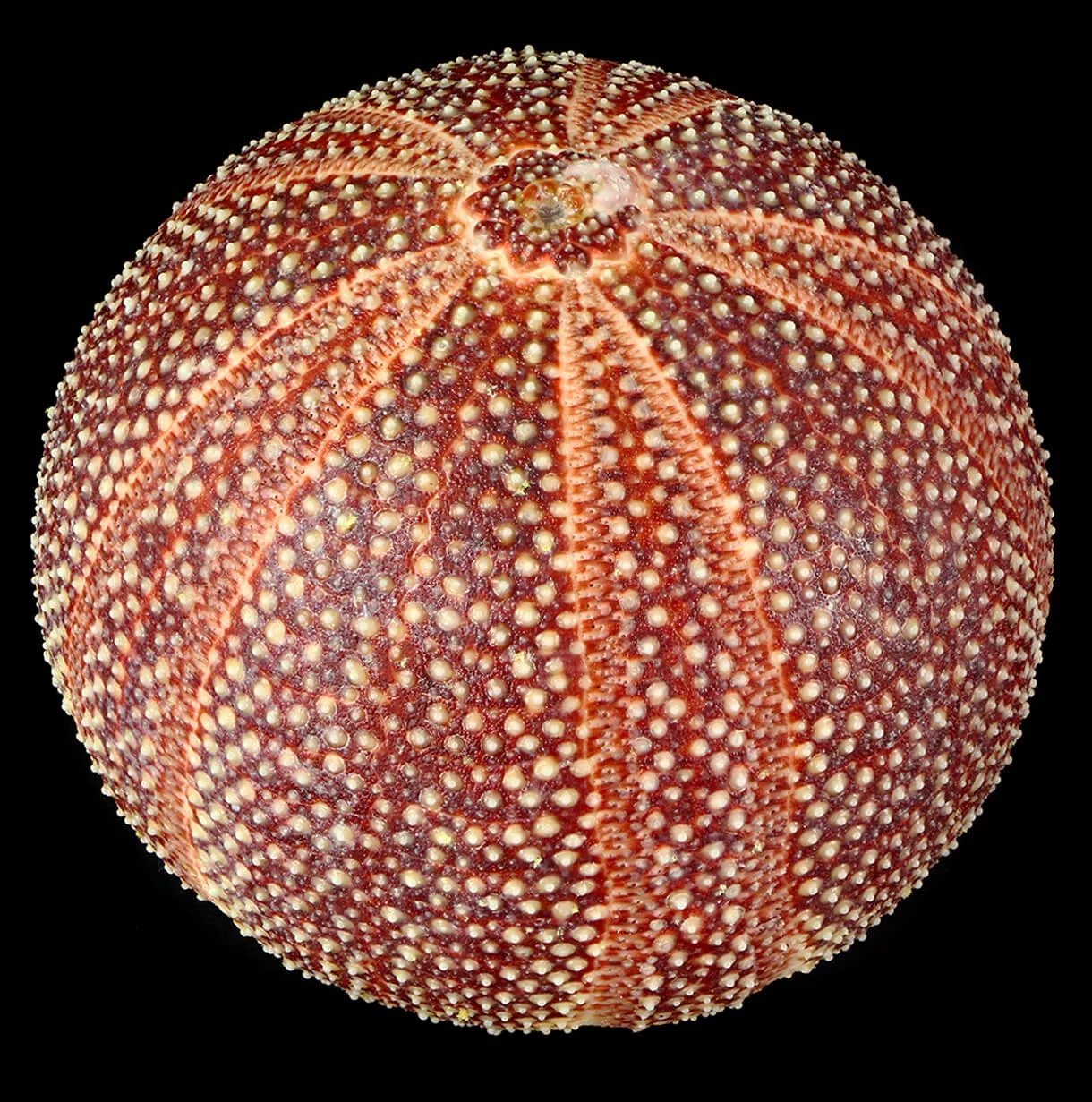 Riccio di Mare - Echinus esculentus