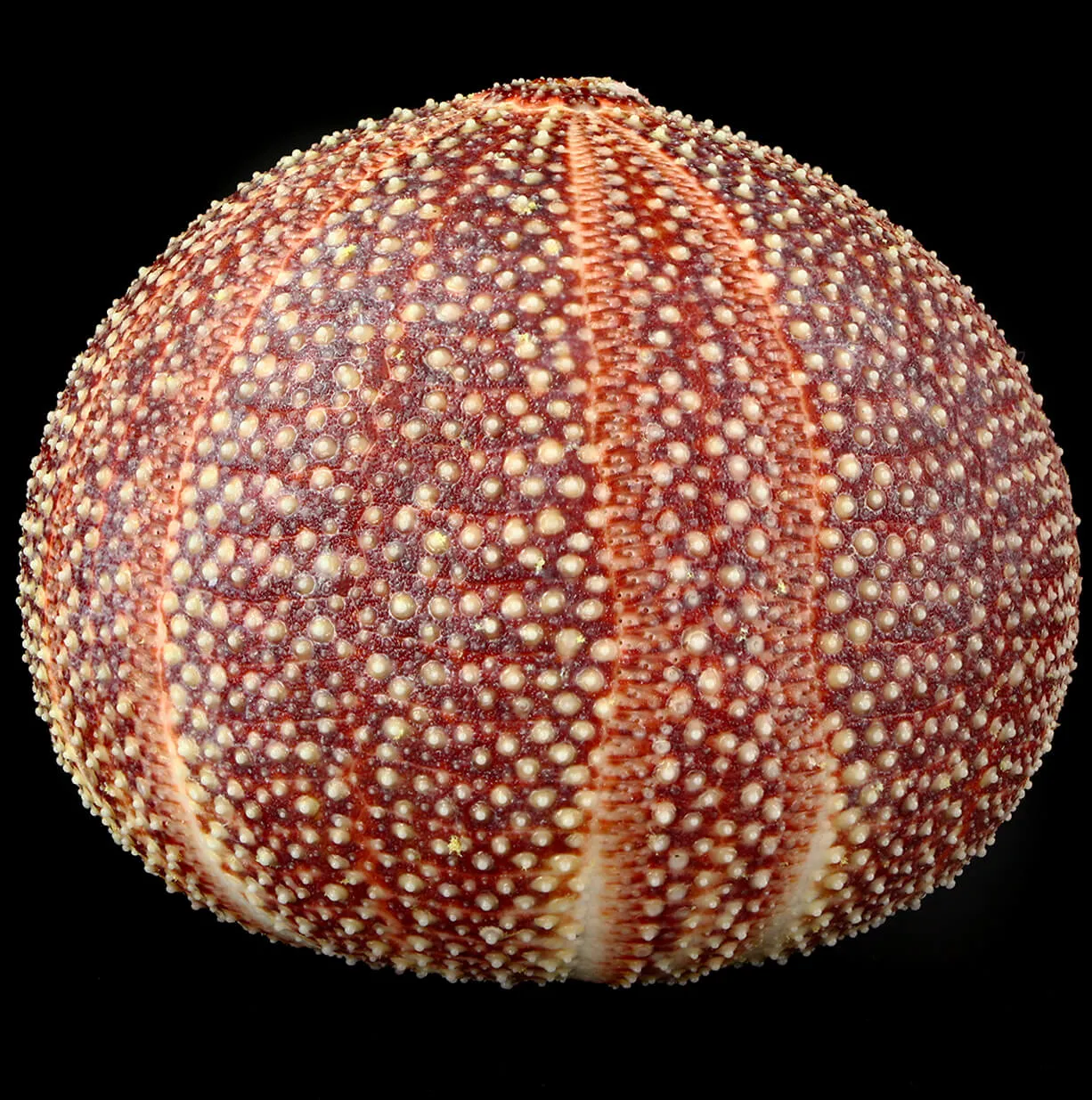 Riccio di Mare - Echinus esculentus