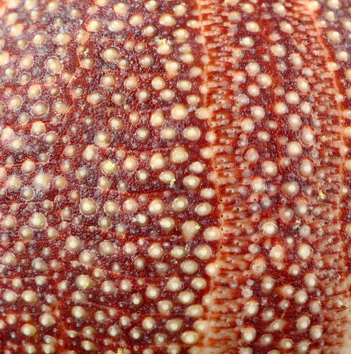 Riccio di Mare - Echinus esculentus