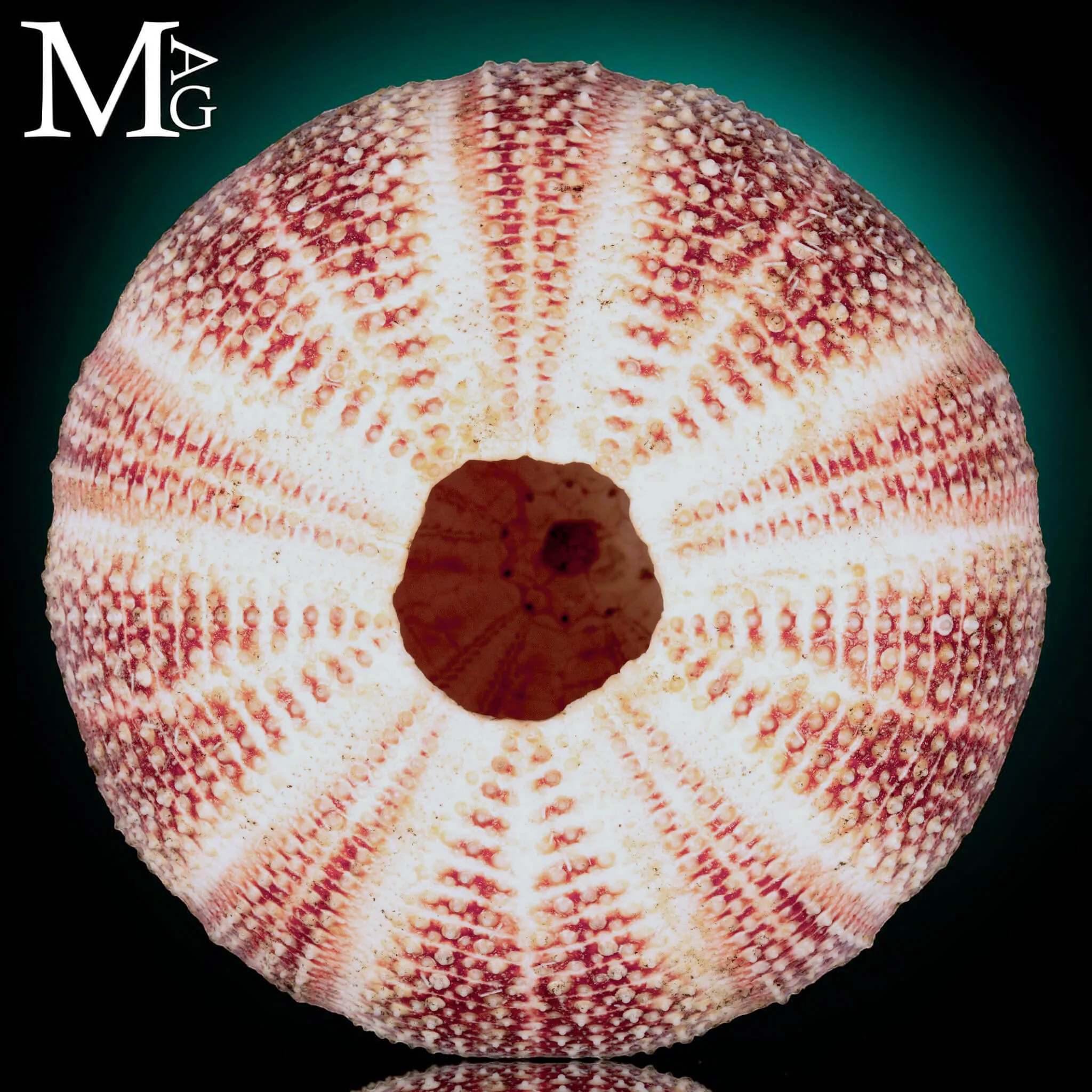Riccio di Mare - della Cornovaglia, 125 mm