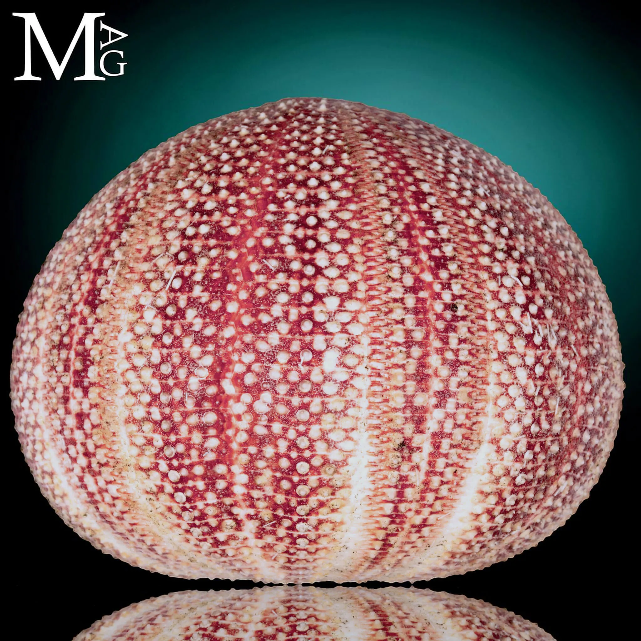 Riccio di Mare - della Cornovaglia, 125 mm