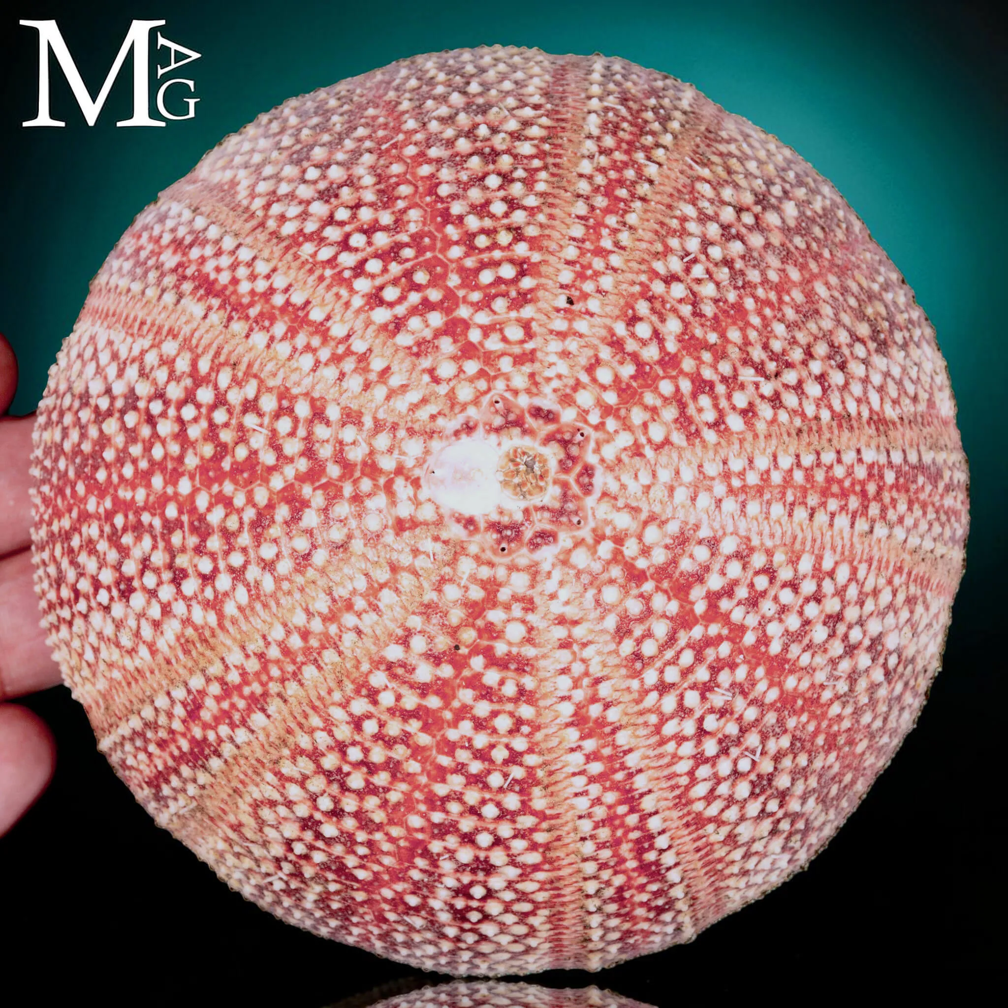 Riccio di Mare - della Cornovaglia, 125 mm