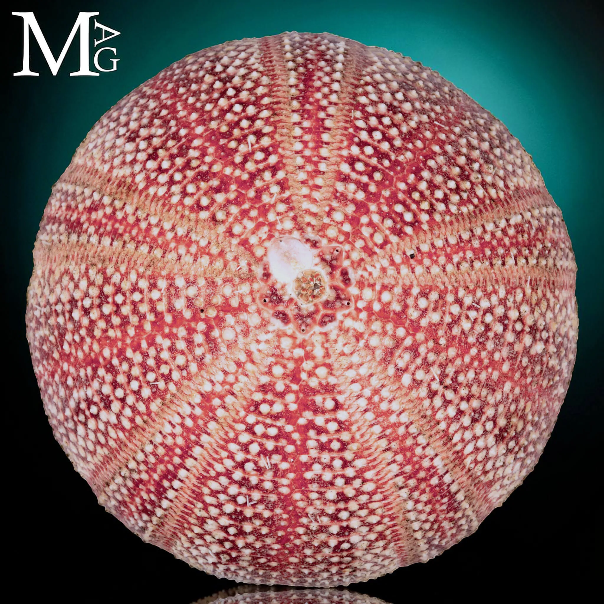 Riccio di Mare - della Cornovaglia, 125 mm